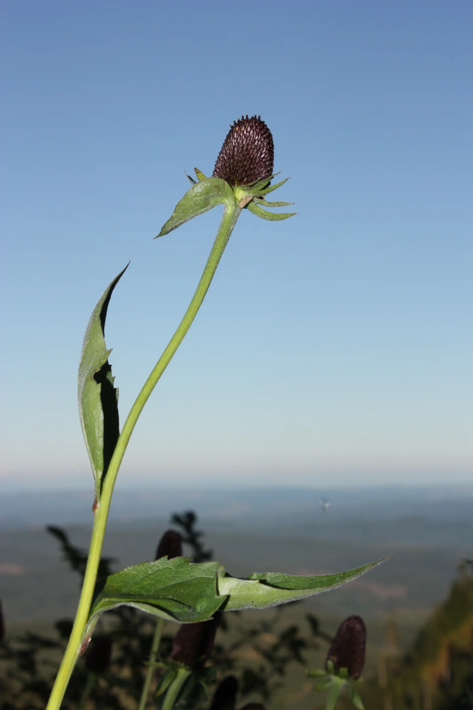 Western Coneflower (Rudbeckia Occidentalis) — Prefers full sun to part shade and adapted to a range of soil conditions