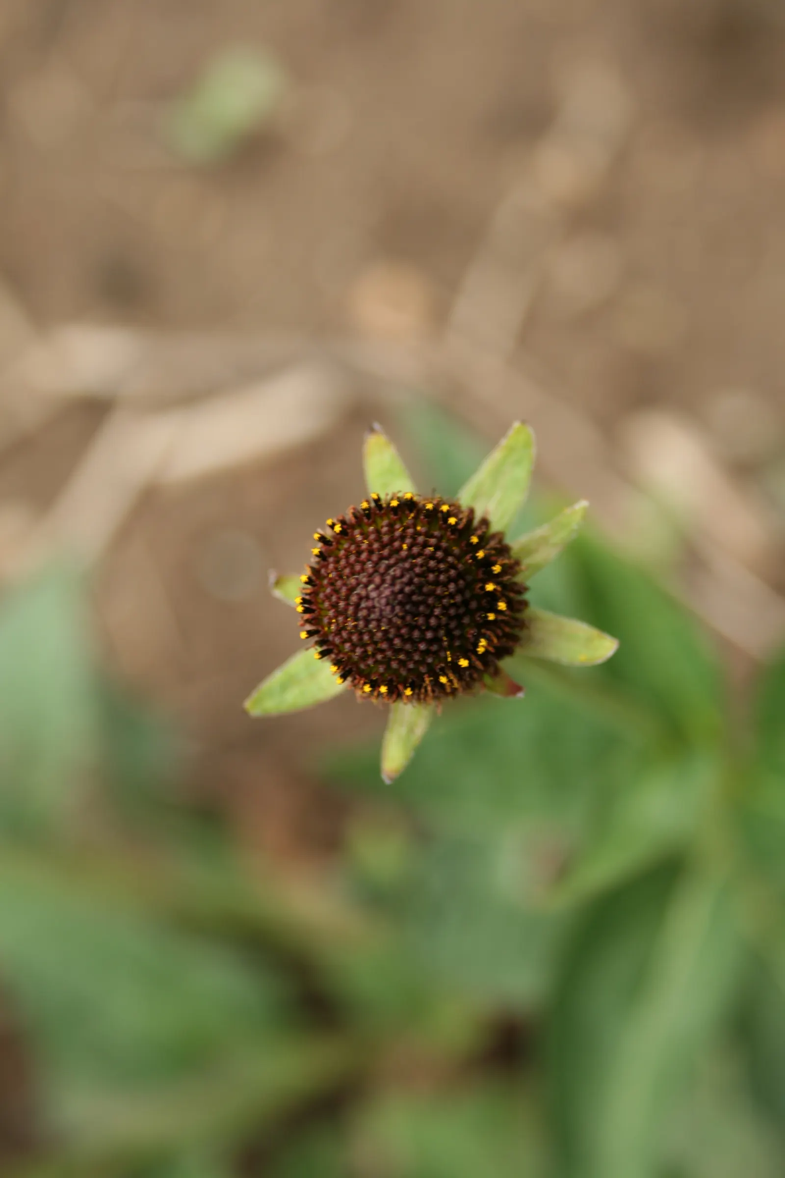 Western Coneflower (Rudbeckia Occidentalis) — perennial for full
