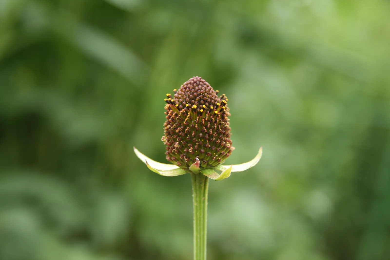 Western Coneflower (Rudbeckia Occidentalis) — Thriving in zones 3-10, it grows between 2-3 feet tall with a spread of 1-2 feet; offering vertical interest