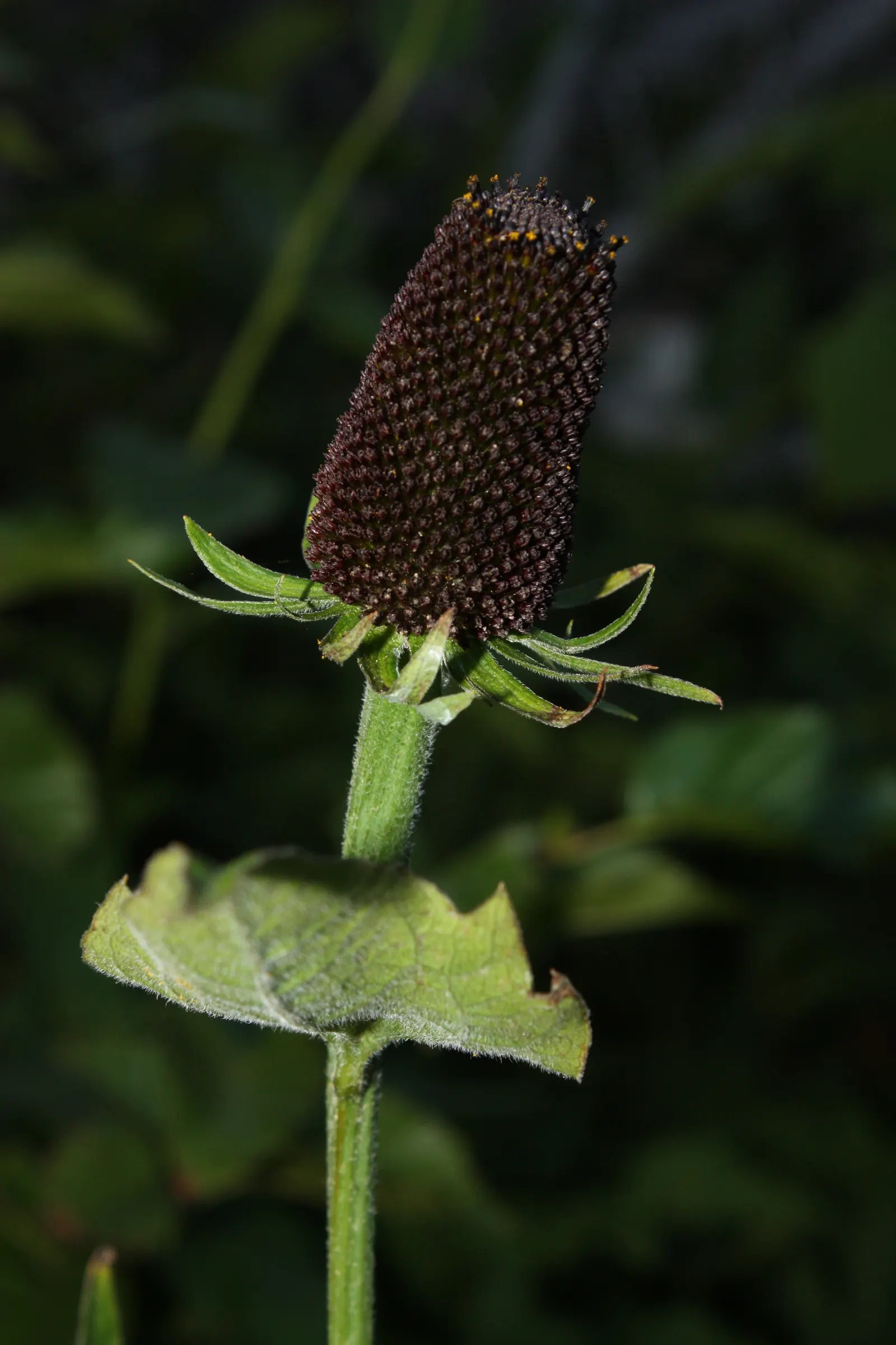 Western Coneflower (Rudbeckia Occidentalis) — Western Coneflower (Rudbeckia occidentalis) is a striking perennial native to the western United States