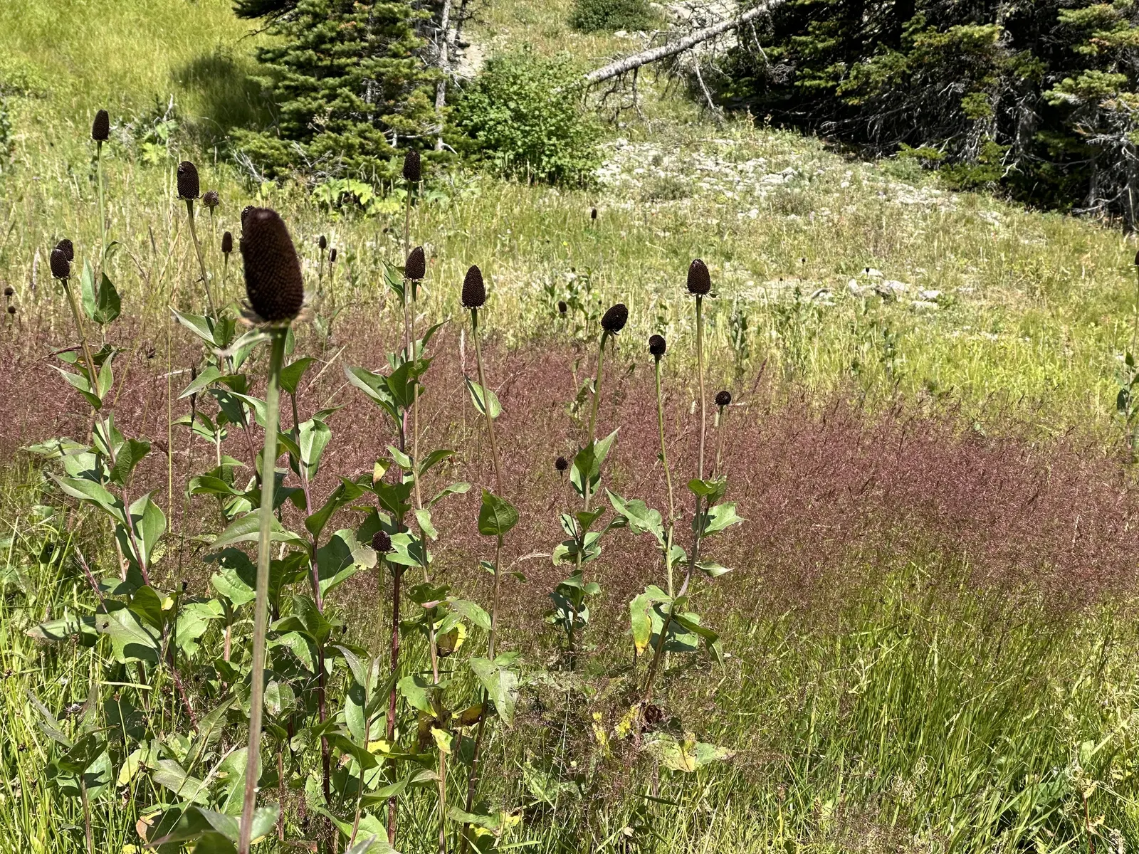 Western Coneflower (Rudbeckia Occidentalis) — Blooms late summer to early fall