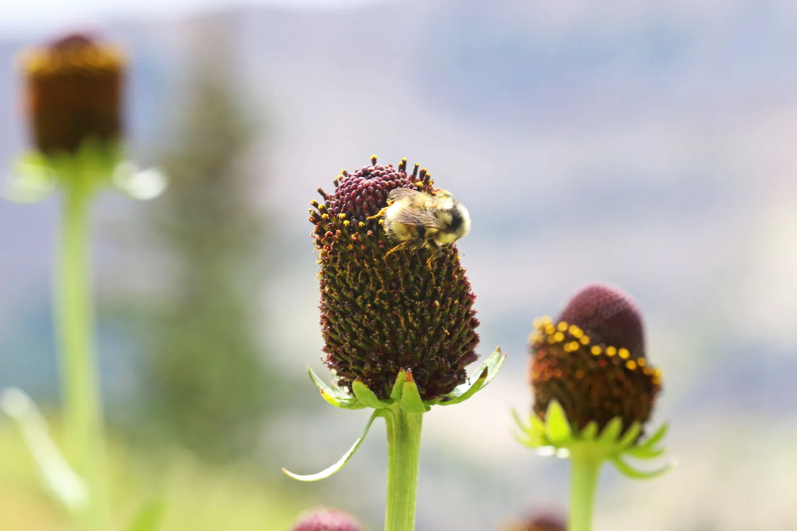 Western Coneflower (Rudbeckia Occidentalis) — <br><br>Recognized by its distinctive appearance