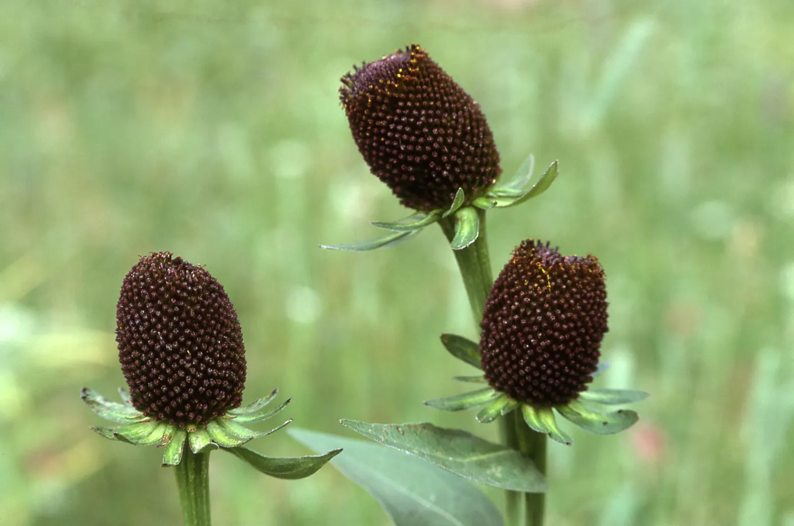 Western Coneflower (Rudbeckia Occidentalis) — This species typically reaches a height of 3 to 5 feet