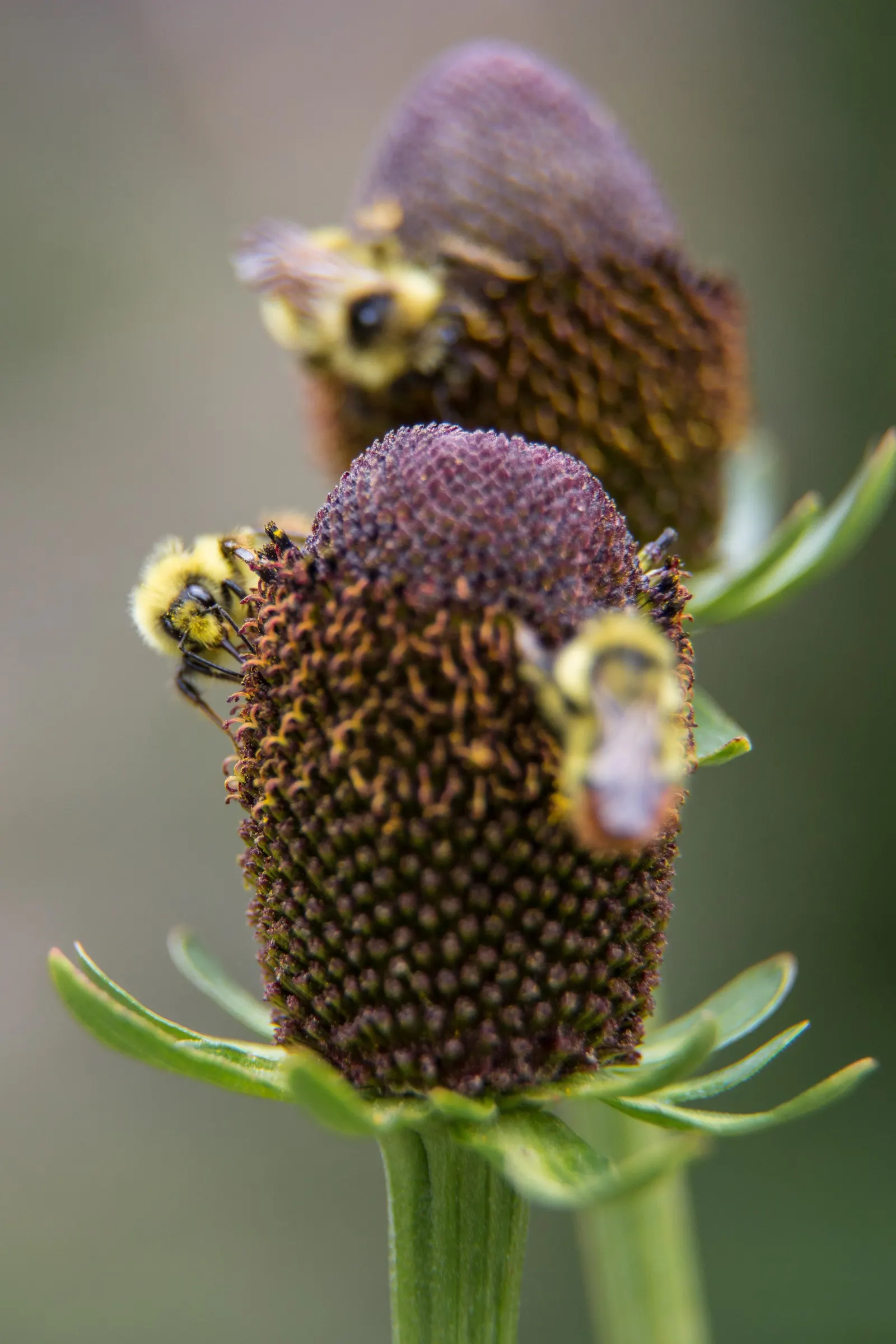 Western Coneflower (Rudbeckia Occidentalis) — It thrives in USDA Hardiness Zones 3 through 7, showcasing its resilience against colder climates