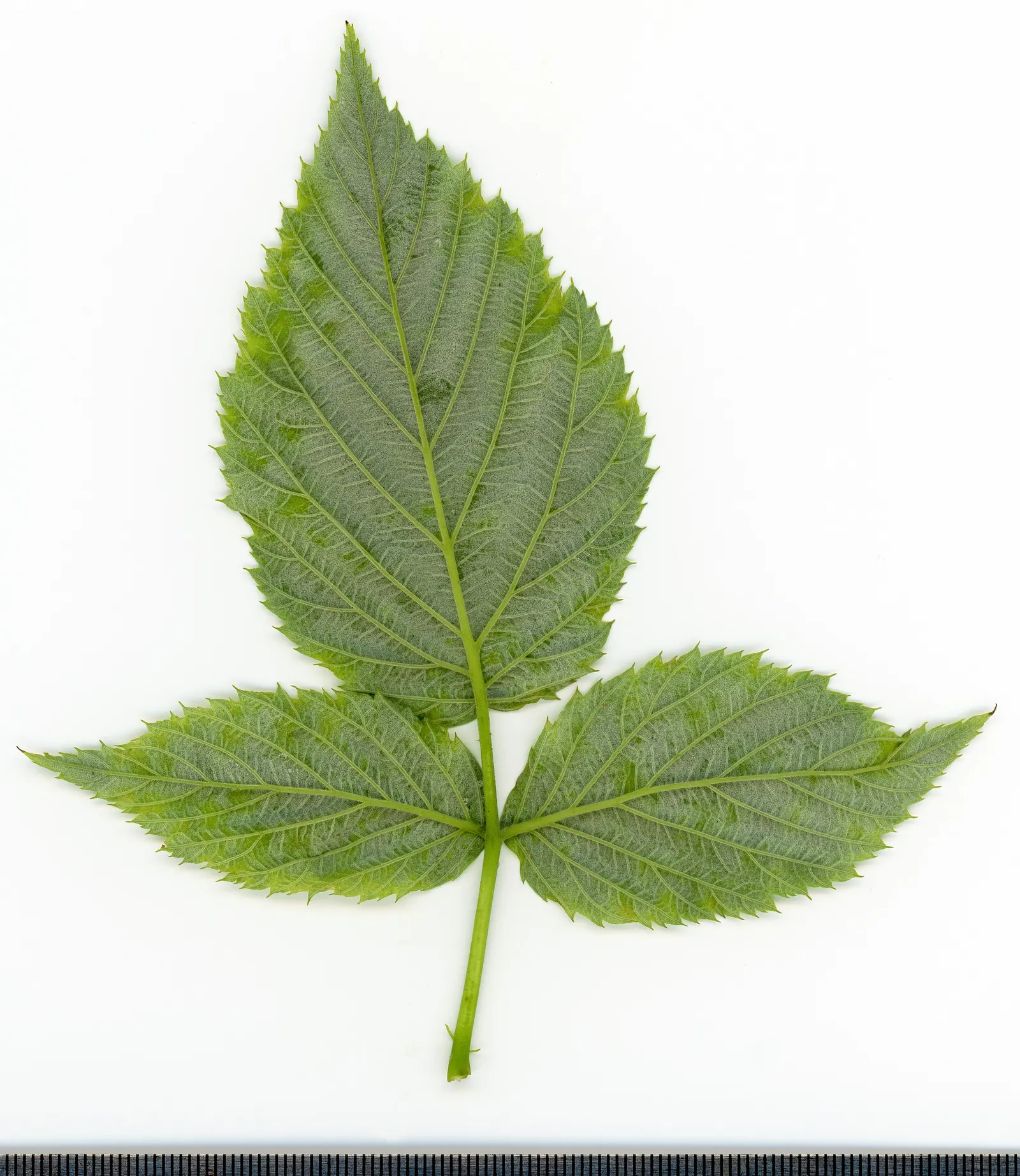 Red Raspberry (Rubus Idaeus) — white flowers in the garden