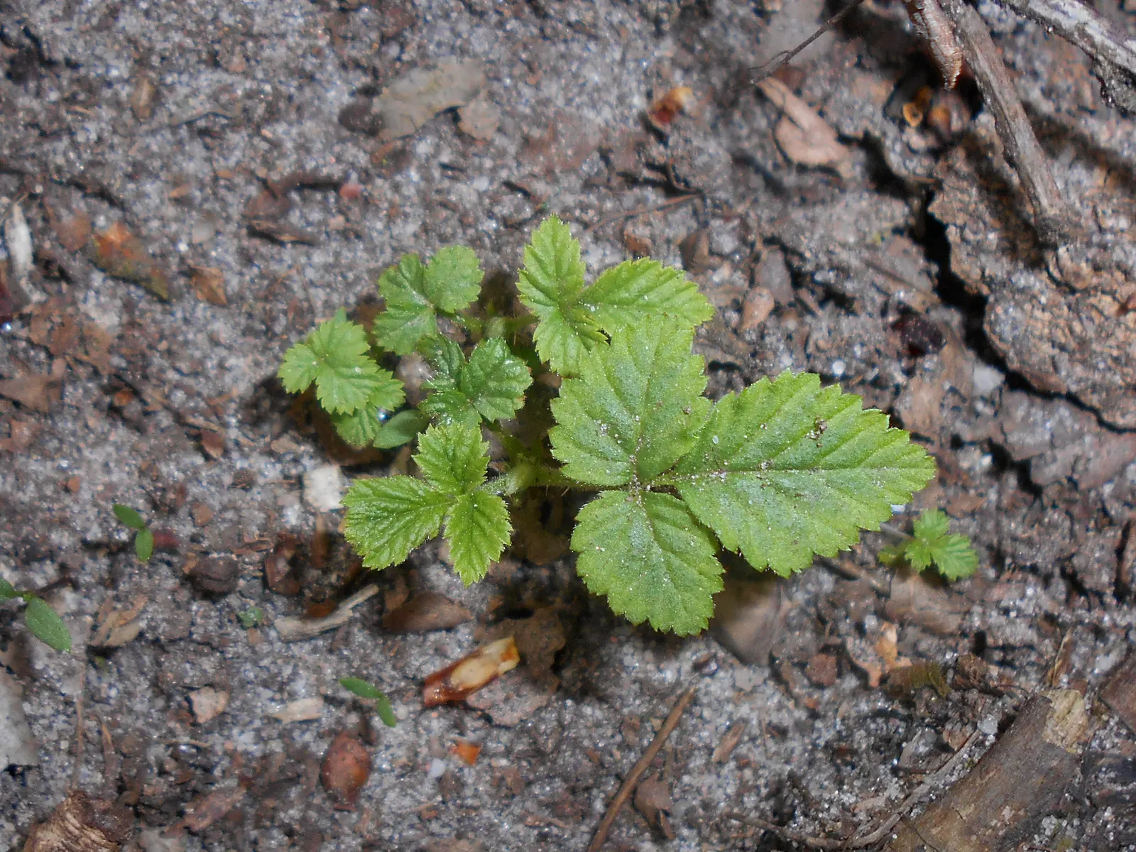 Red Raspberry (Rubus Idaeus) — commonly known as the Red Raspberry; white flowers in the garden, image 55
