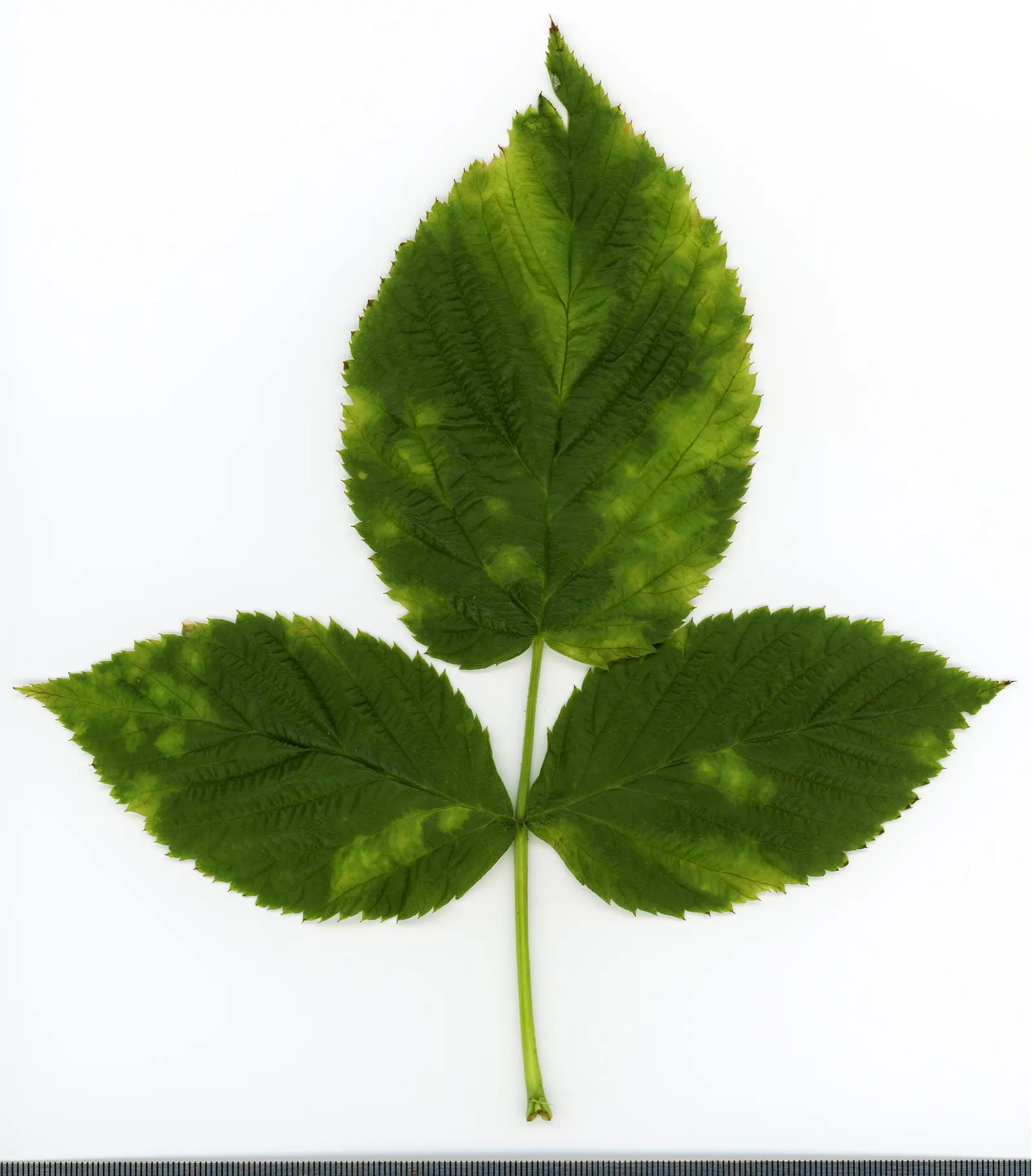 Red Raspberry (Rubus Idaeus) — Pruning should be done annually for health and productivity