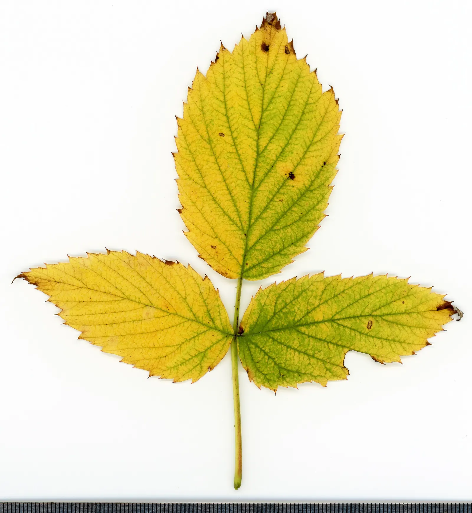 Red Raspberry (Rubus Idaeus) — Note: requires space for root spread and may necessitate containment strategies to prevent over-propagation; it requires