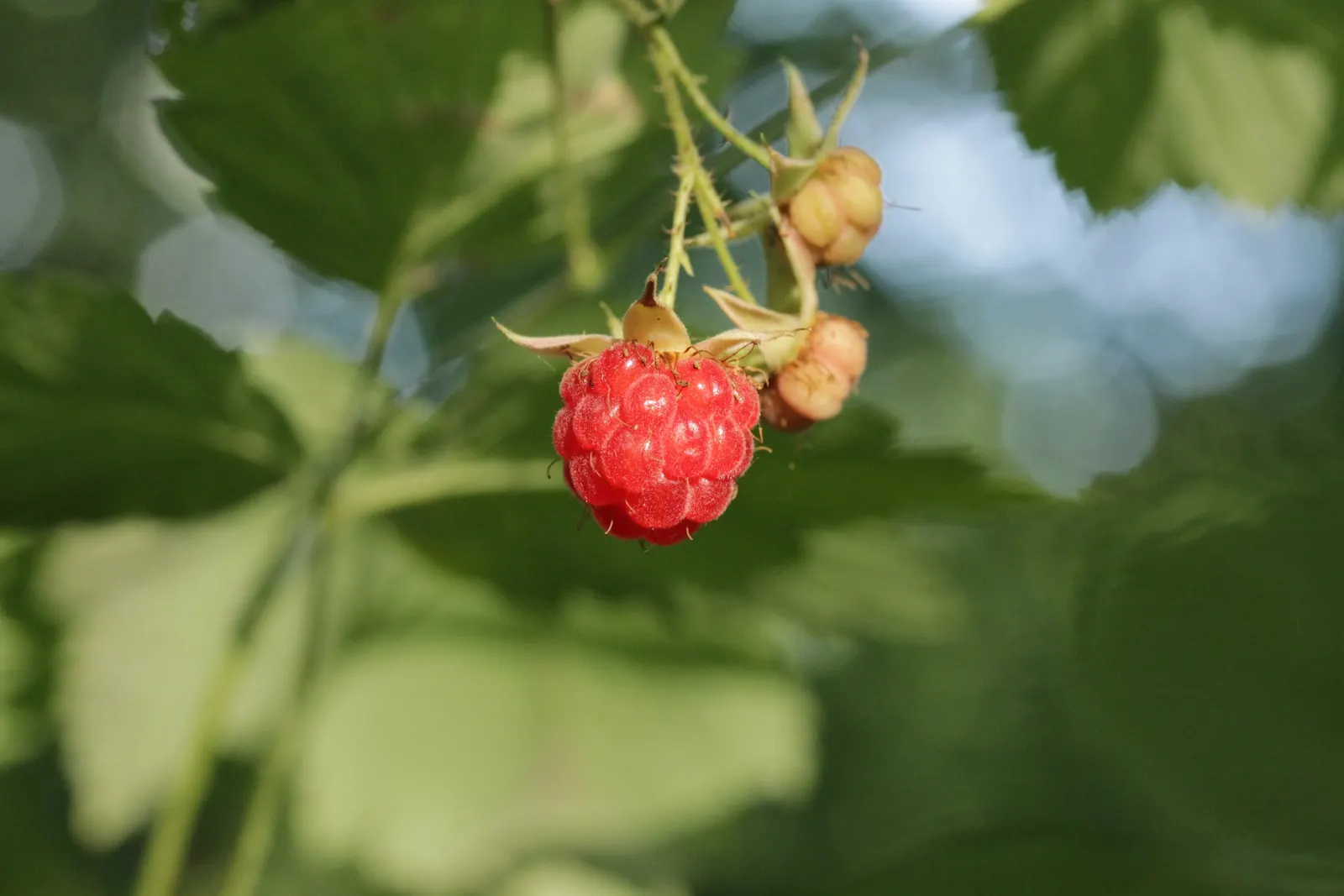 Red Raspberry (Rubus Idaeus) — with a moderate growth rate that requires ample space for adequate air circulation to reduce disease risk; planting multiple