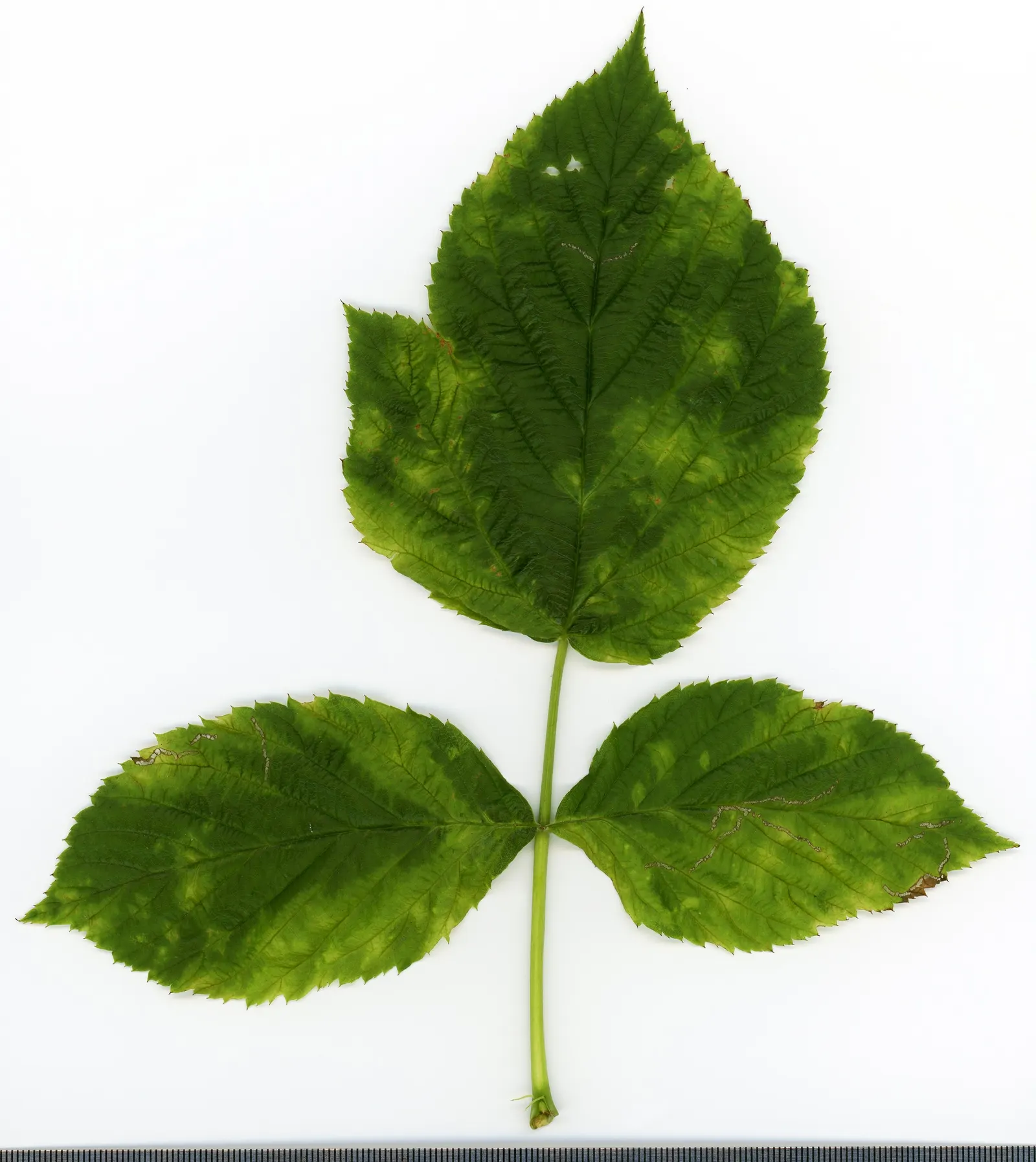 Red Raspberry (Rubus Idaeus) — USDA zones 3-8; prune canes post-harvest; mature Red Raspberry (Rubus idaeus) presents a perennial elegance