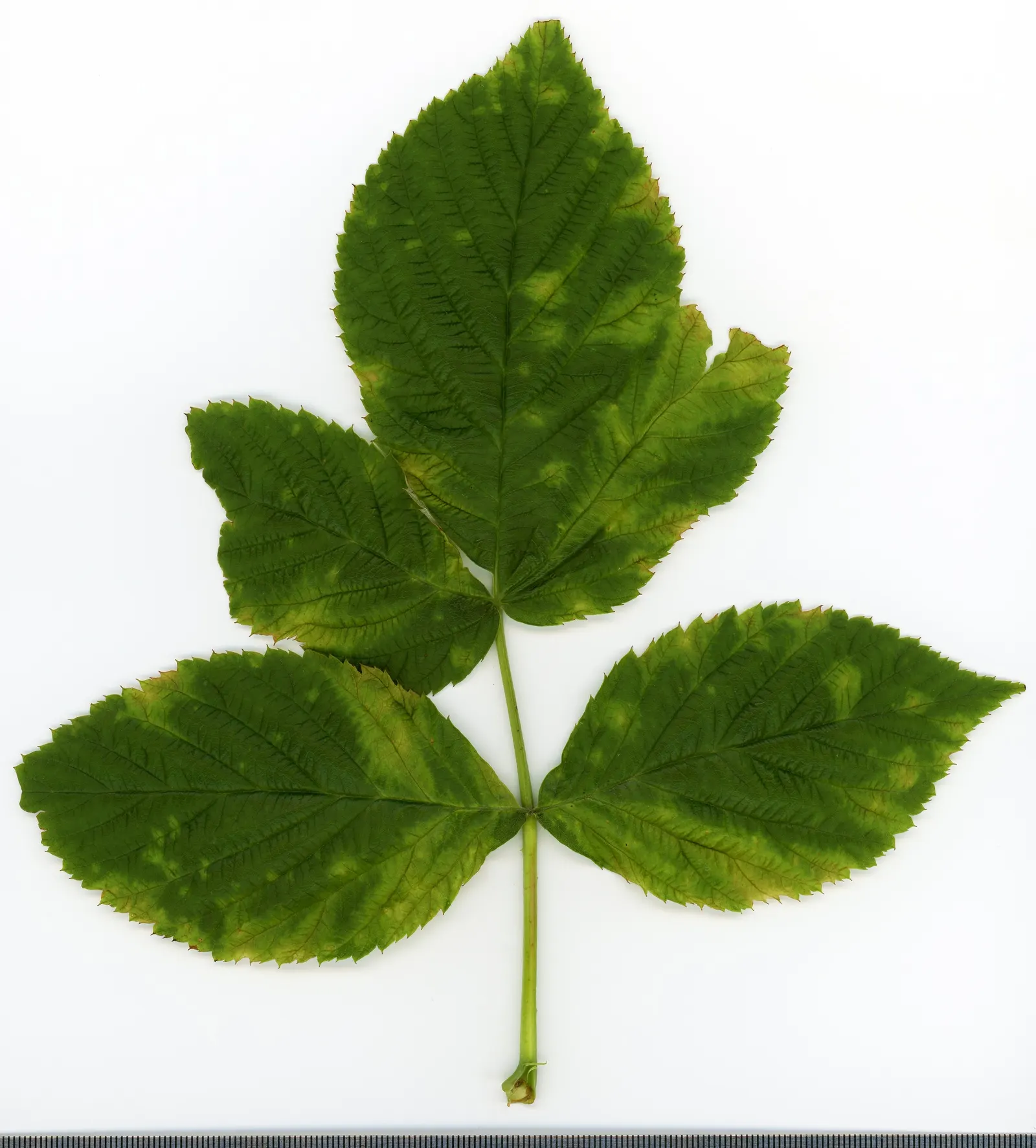 Red Raspberry (Rubus Idaeus) — Growing 3-6ft tall and 2-4ft wide, it charms with white spring blossoms and midsummer's red, edible fruit; consisting of three
