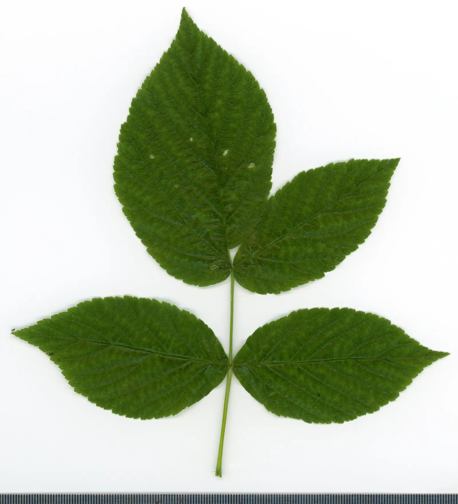 Red Raspberry (Rubus Idaeus) — is a deciduous perennial bush known for its succulent red berries and is a charming addition to any garden