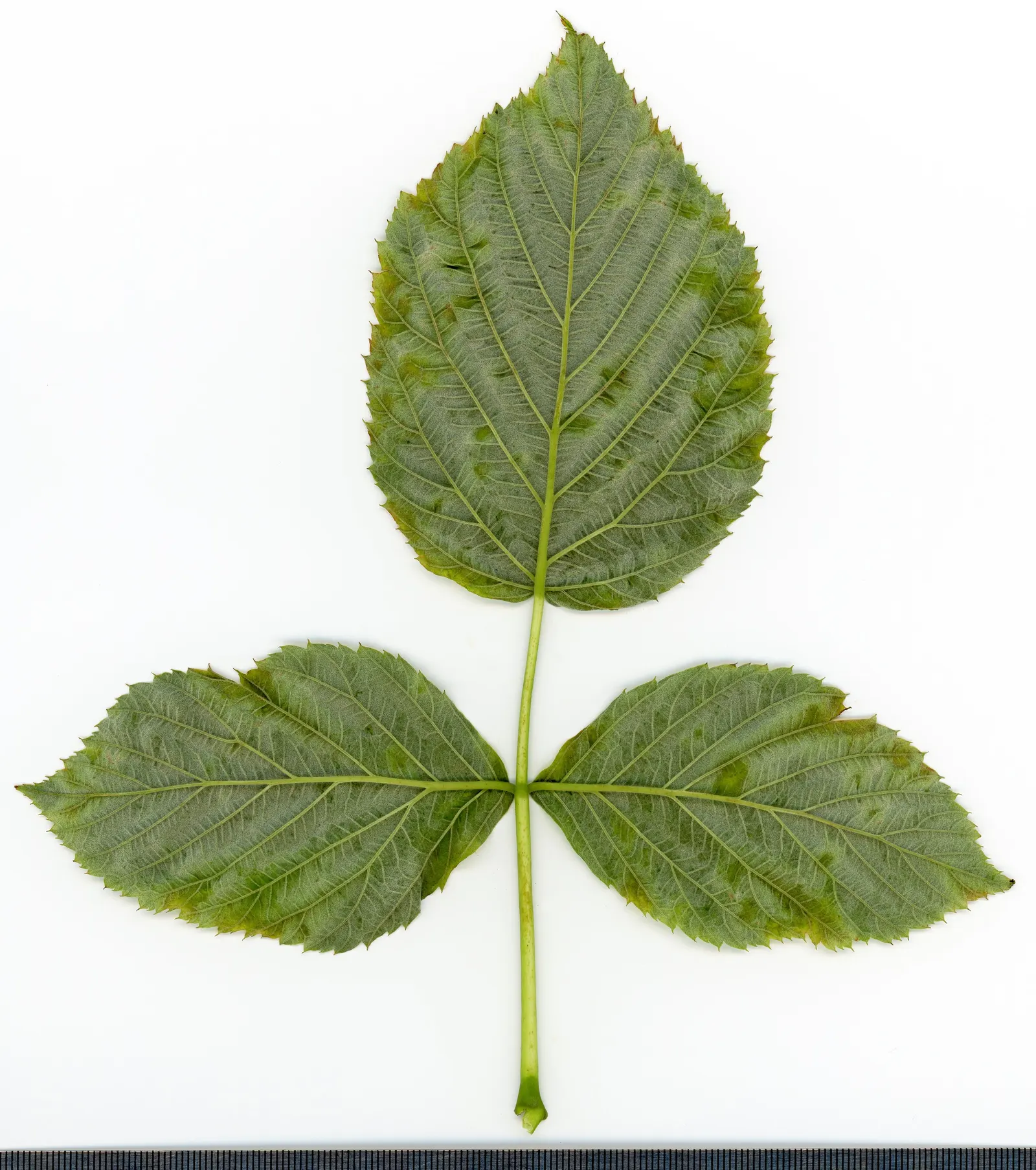 Red Raspberry (Rubus Idaeus) — It requires well-draining, fertile soil with a pH range of 5.6 to 6.2; note: requires space for root spread and may necessitate