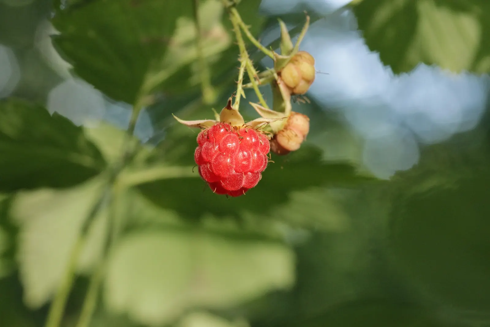 Red Raspberry (Rubus Idaeus) — USDA zones 3-8; prune canes post-harvest