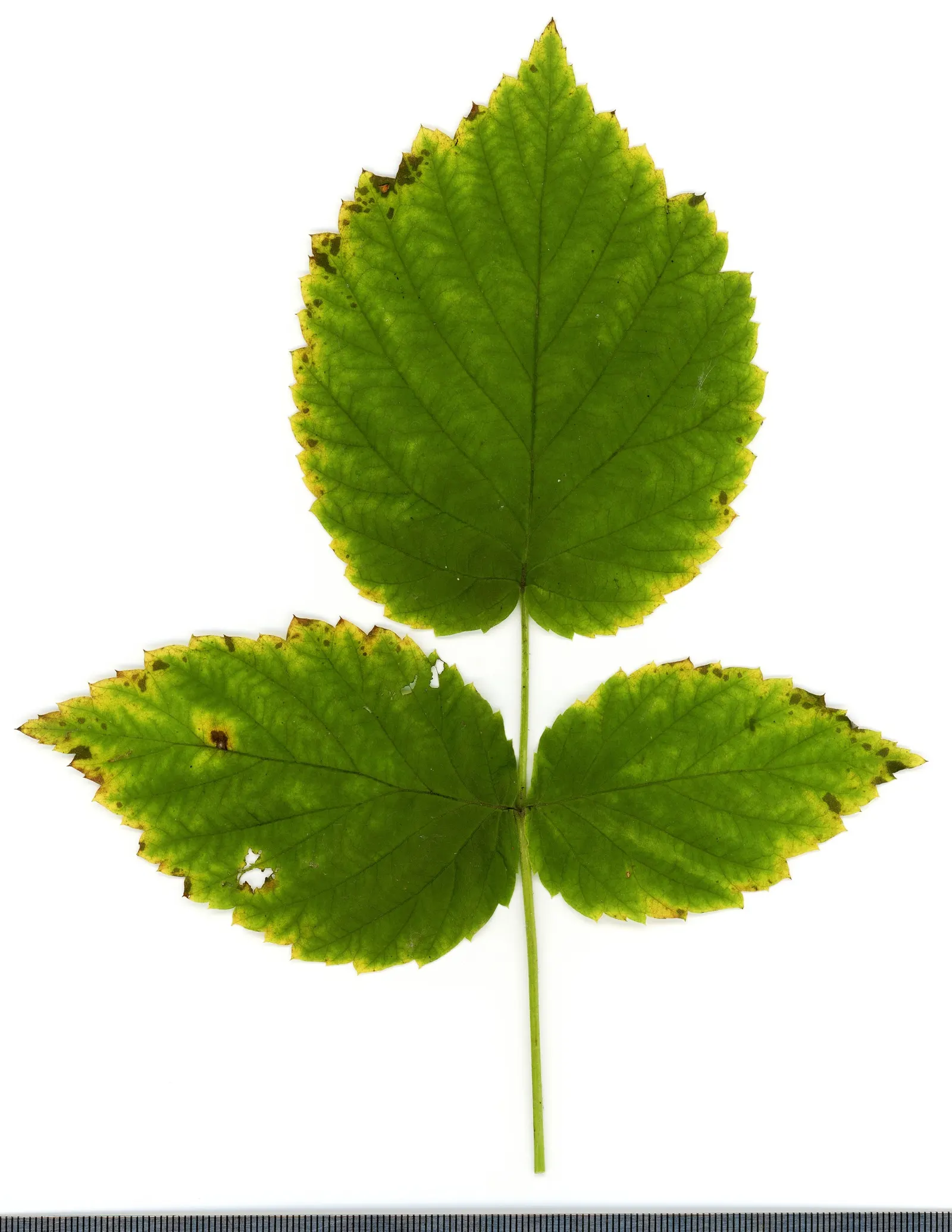 Red Raspberry (Rubus Idaeus) — shrub / vine with white blooms; the Red Raspberry prefers full sun but can tolerate partial shade