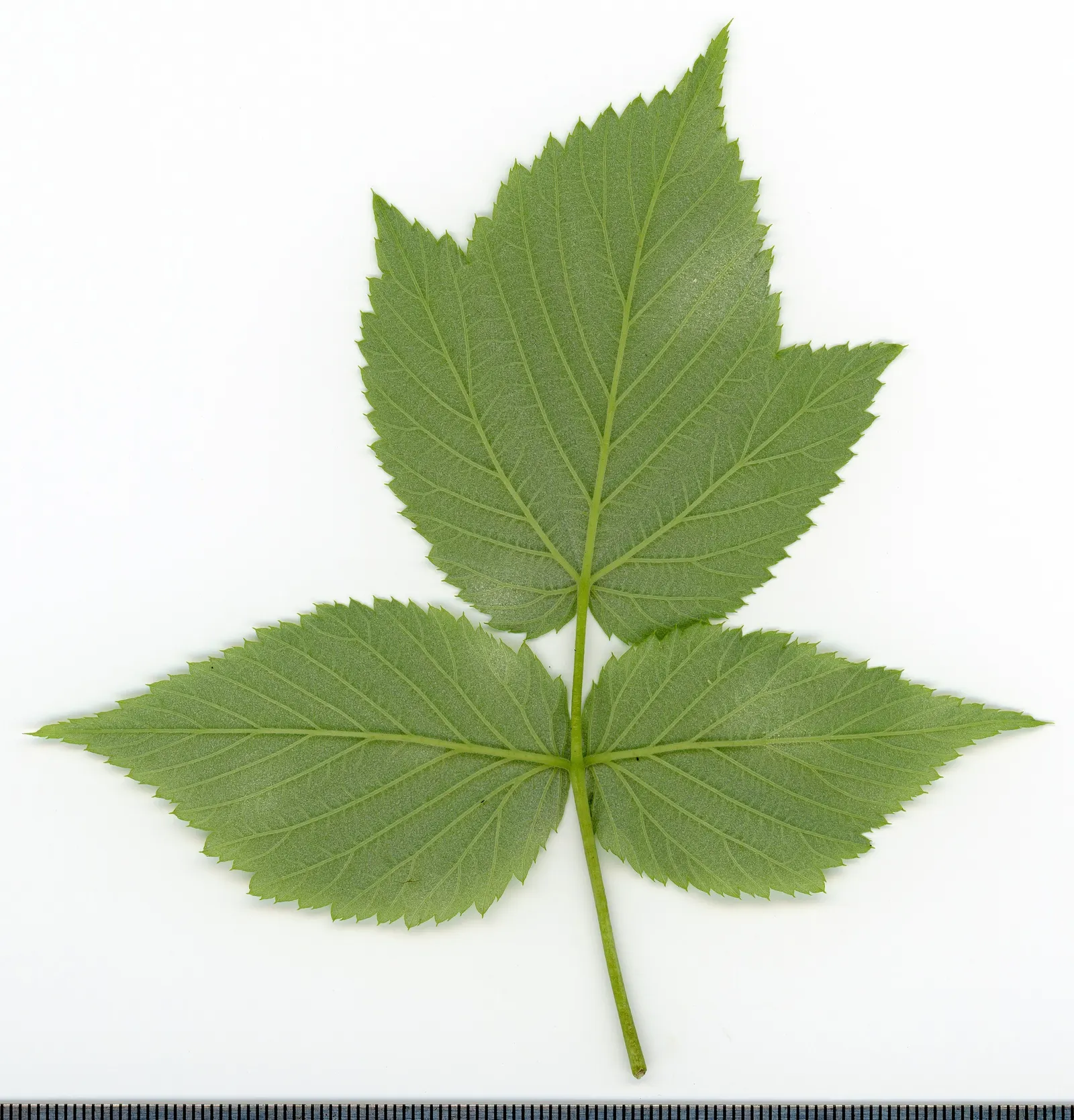 Red Raspberry (Rubus Idaeus) — Growing 3-6ft tall and 2-4ft wide, it charms with white spring blossoms and midsummer's red, edible fruit, image 50