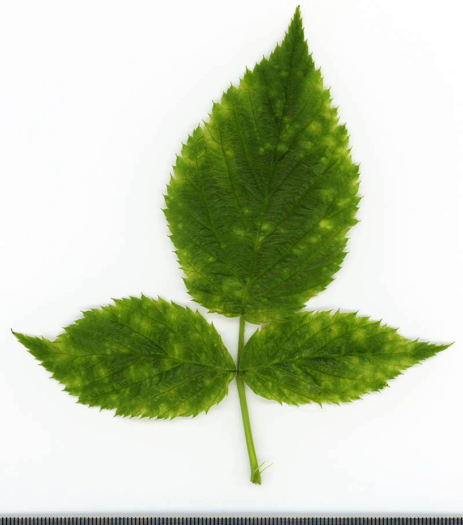 Red Raspberry (Rubus Idaeus) — planting multiple bushes can increase yields; with a moderate growth rate that requires ample space for adequate air circulation
