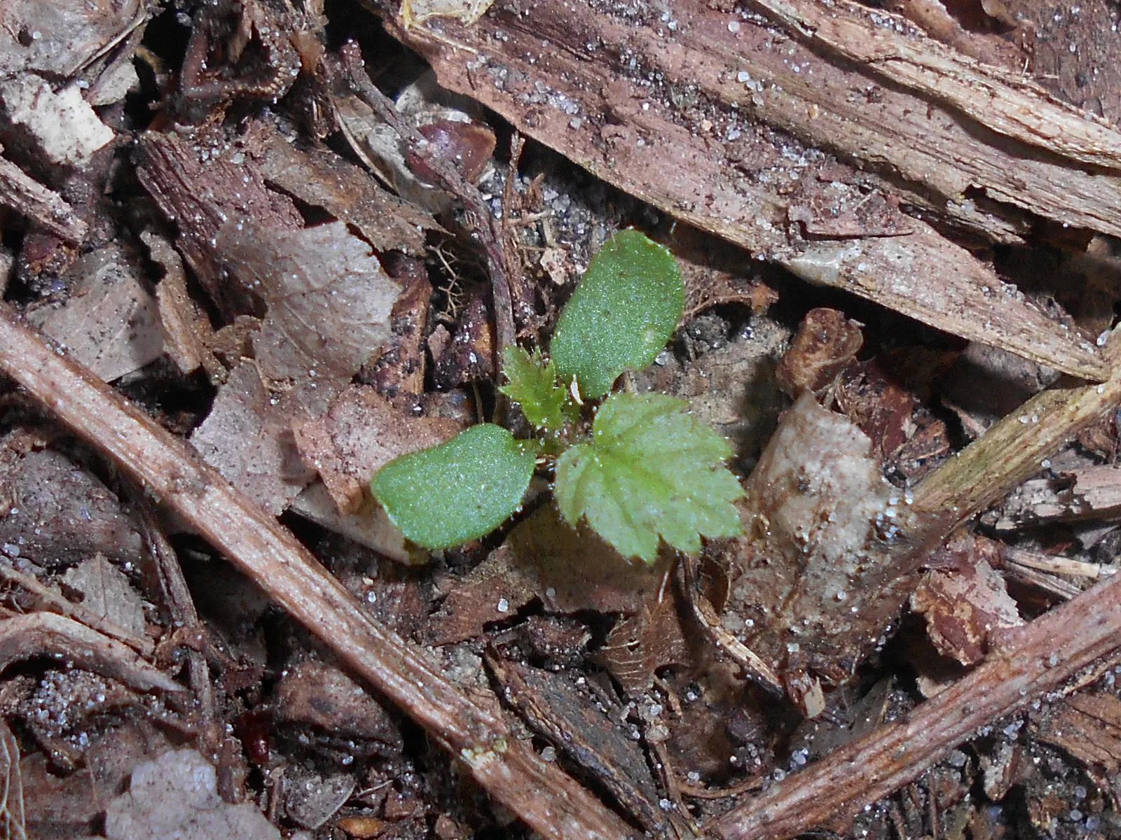 Red Raspberry (Rubus Idaeus) — Mature Red Raspberry (Rubus idaeus) presents a perennial elegance; uSDA zones 3-8; prune canes post-harvest, image 49