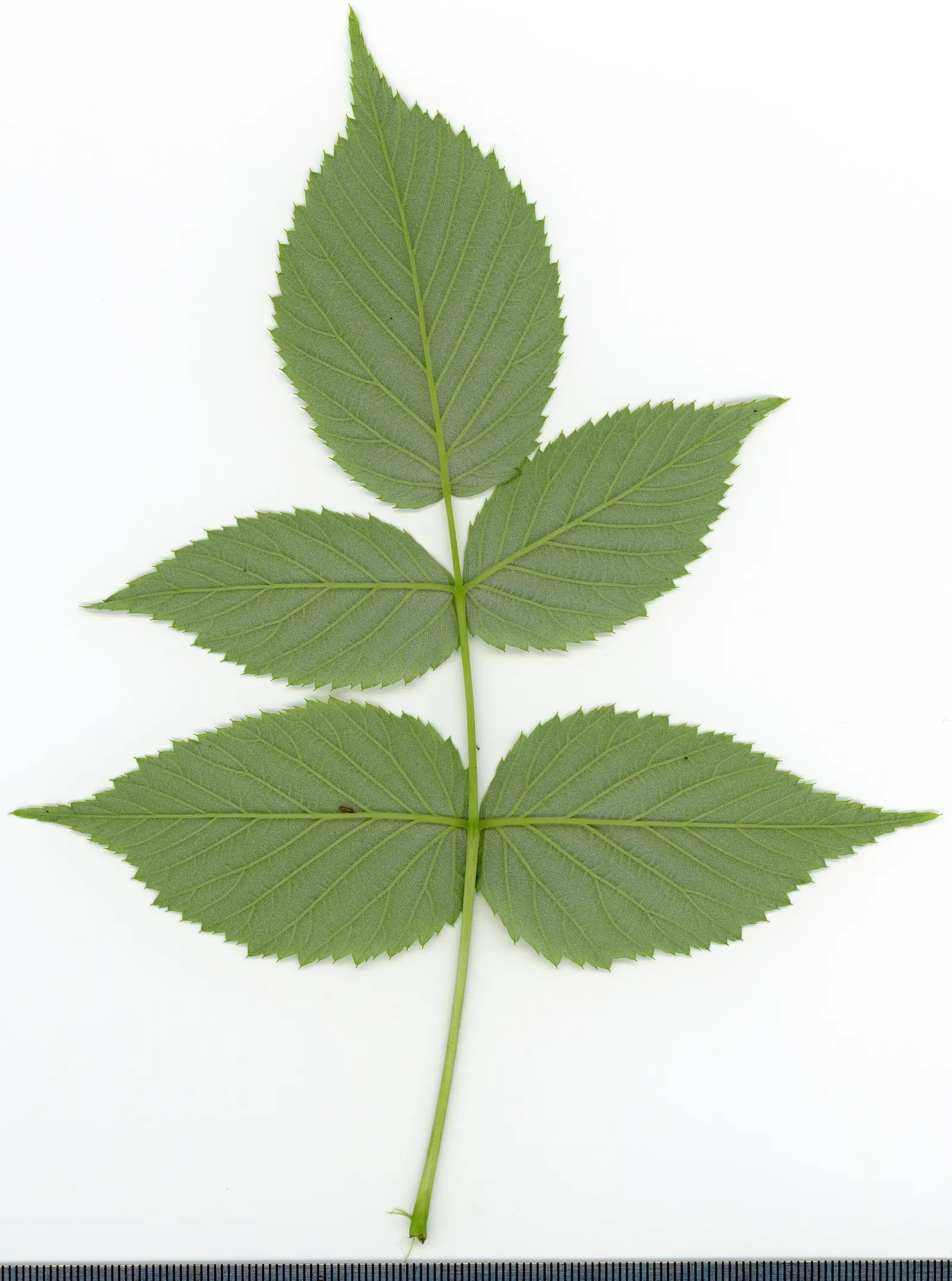 Red Raspberry (Rubus Idaeus) — The Red Raspberry is self-fertile