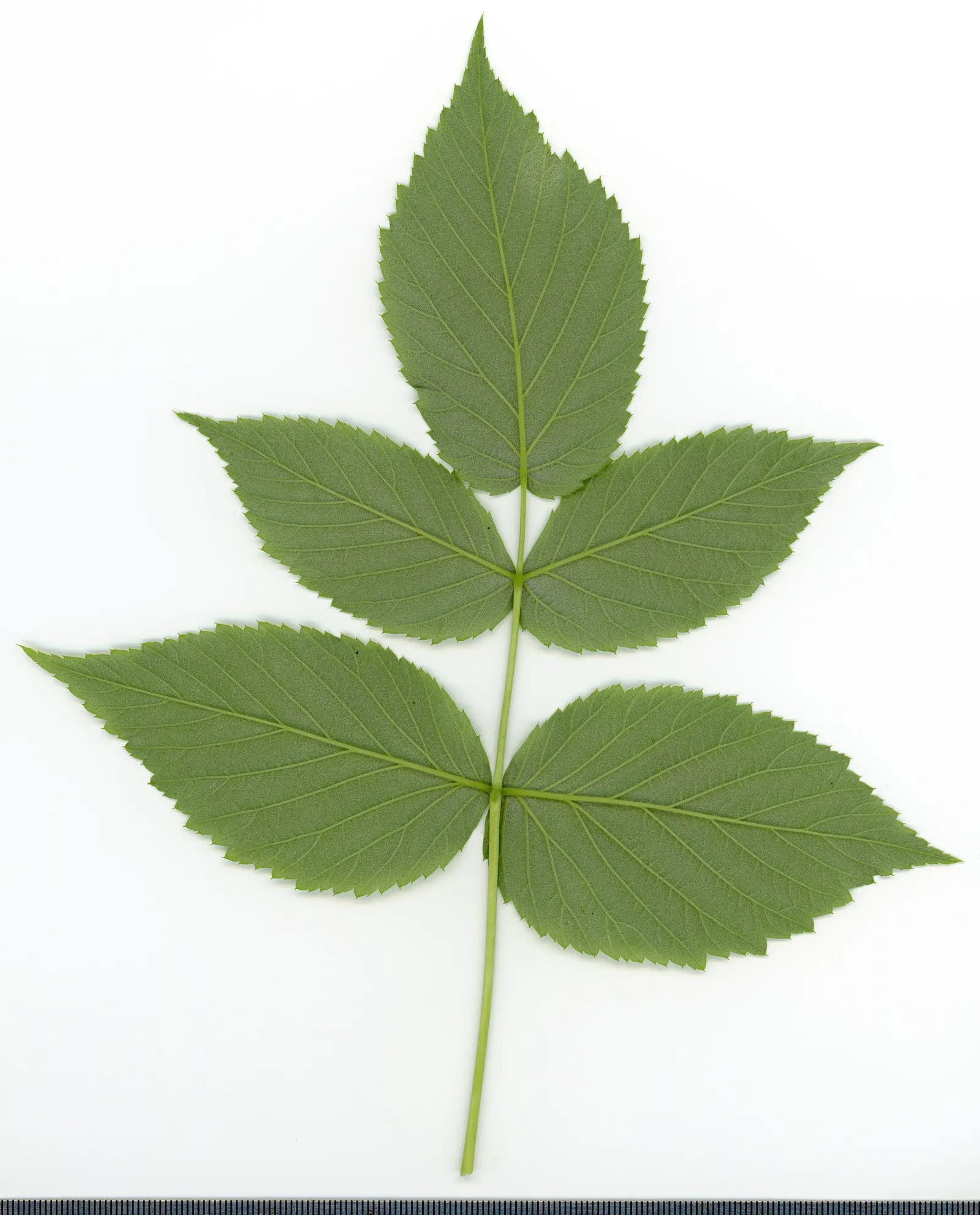 Red Raspberry (Rubus Idaeus) — Mature Red Raspberry (Rubus idaeus) presents a perennial elegance