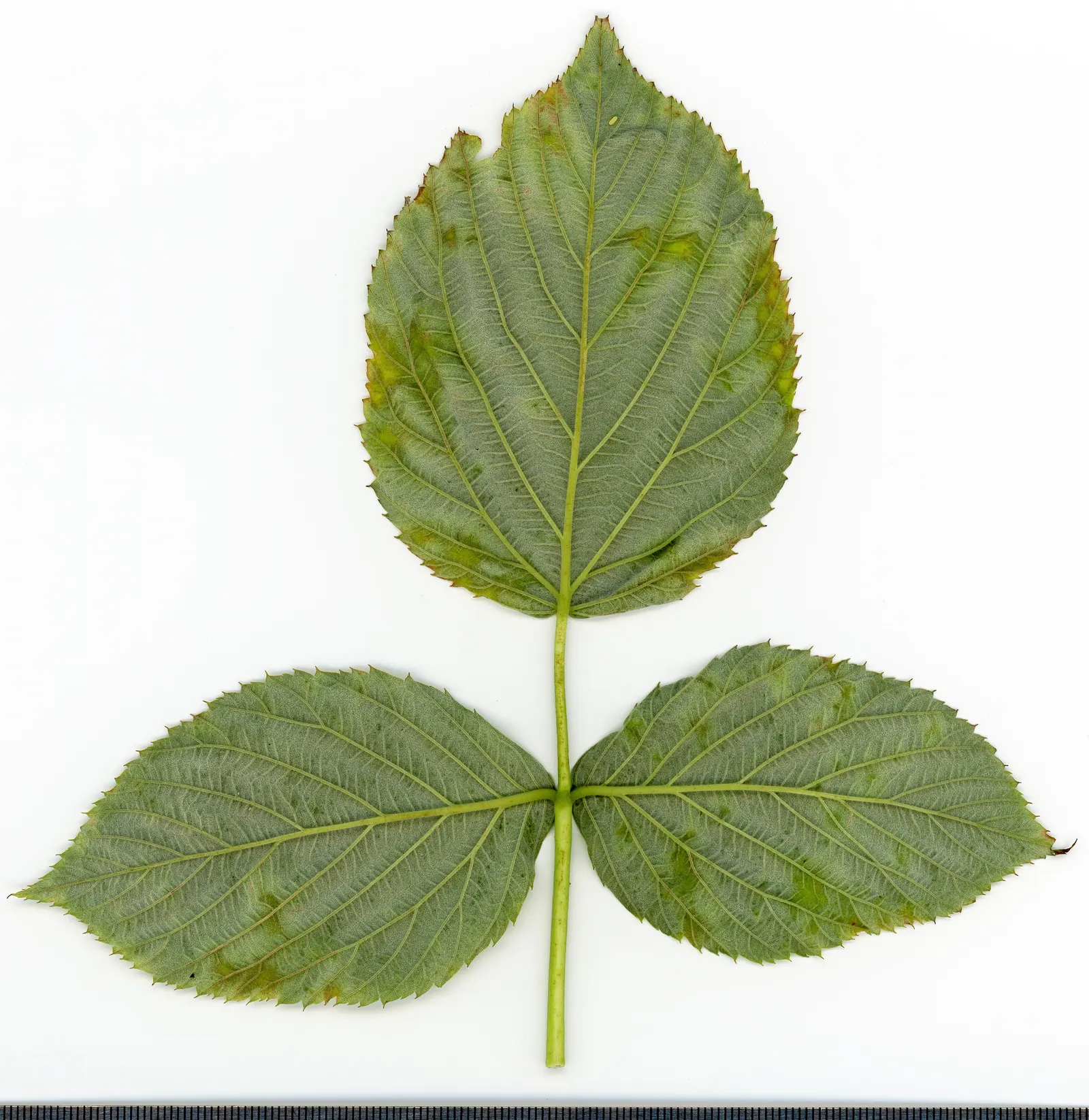 Red Raspberry (Rubus Idaeus) — This plant can grow to a height of 3-6 feet and spread 2-4 feet wide; are medium green and have a subtly serrated edge