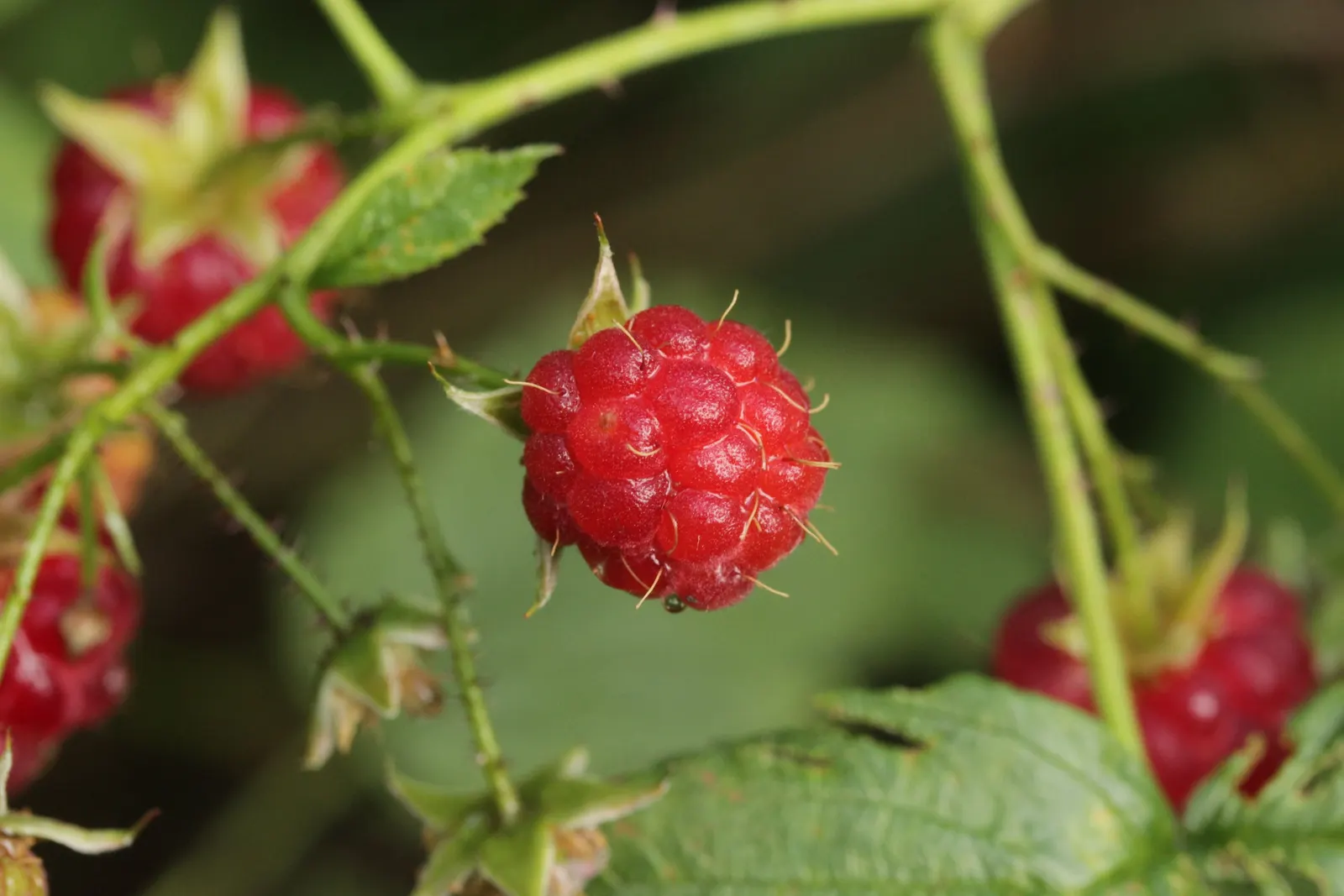 Red Raspberry (Rubus Idaeus) — the Red Raspberry prefers full sun but can tolerate partial shade