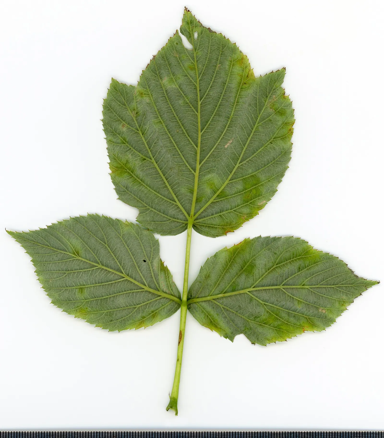 Red Raspberry (Rubus Idaeus) — the Red Raspberry prefers full sun but can tolerate partial shade; shrub / vine with white blooms