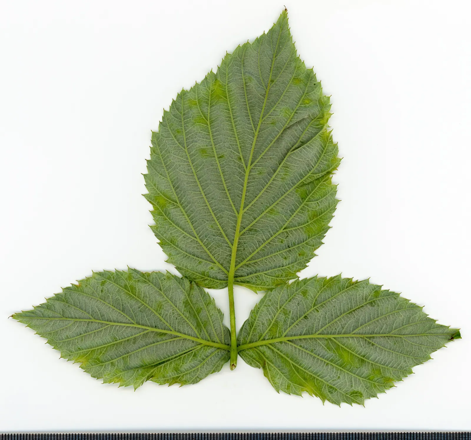 Red Raspberry (Rubus Idaeus) — white flowers in the garden; commonly known as the Red Raspberry