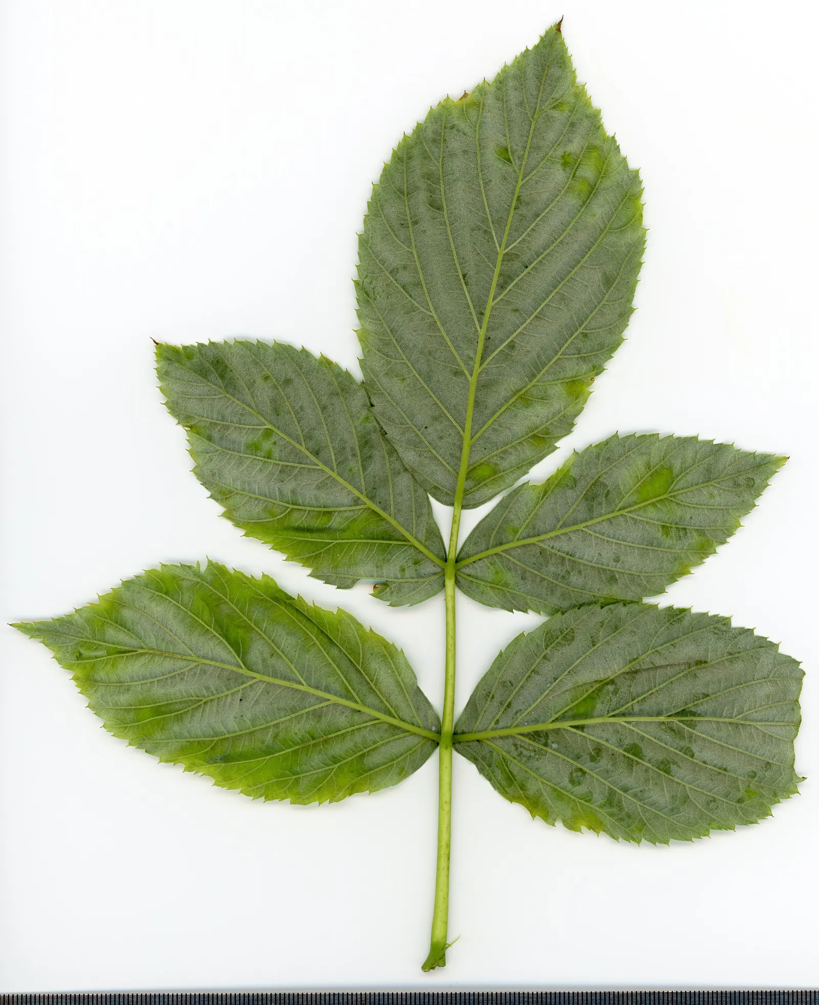 Red Raspberry (Rubus Idaeus) — consisting of three or five leaflets; growing 3-6ft tall and 2-4ft wide, it charms with white spring blossoms and, image 59