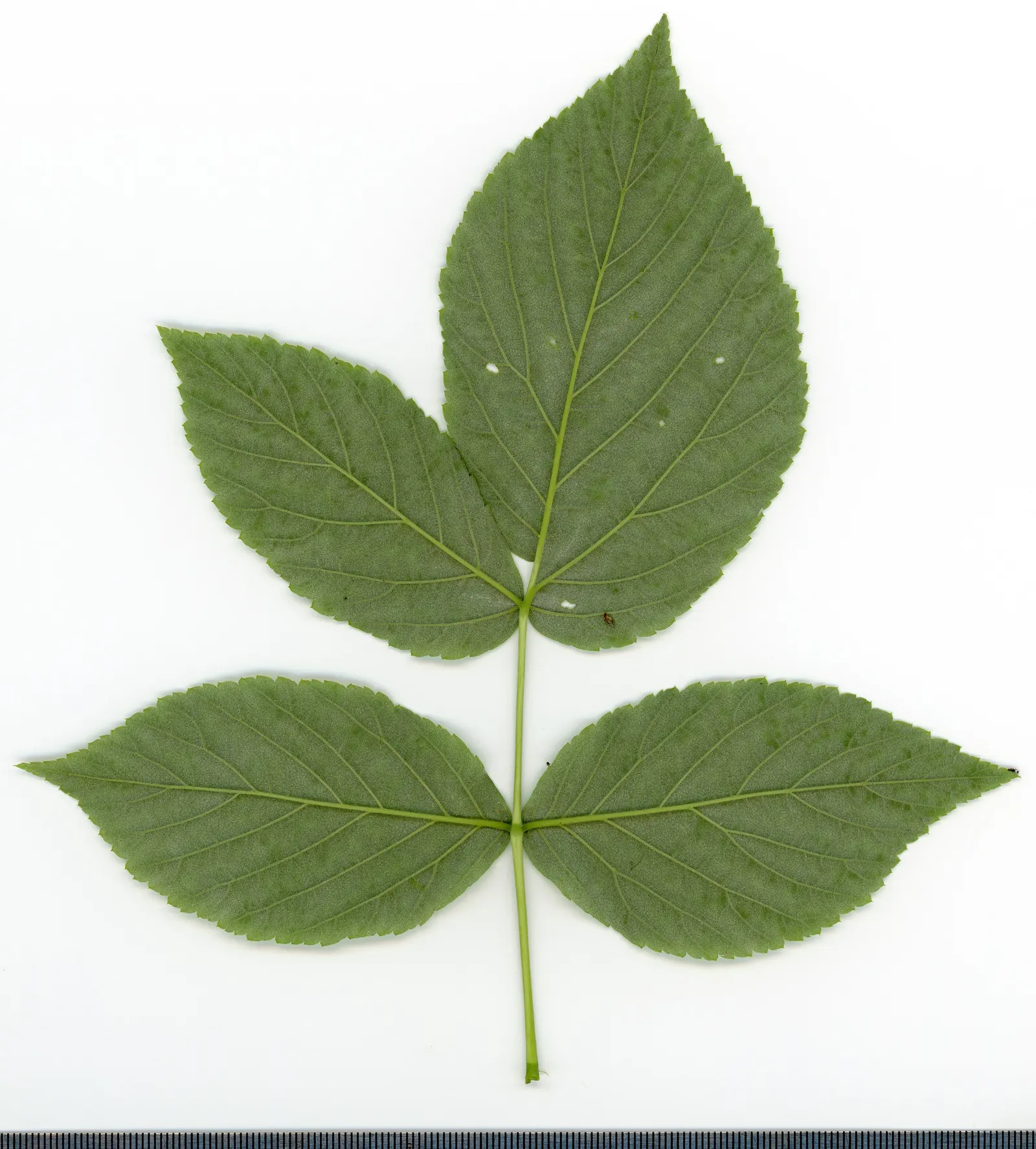 Red Raspberry (Rubus Idaeus) — consisting of three or five leaflets
