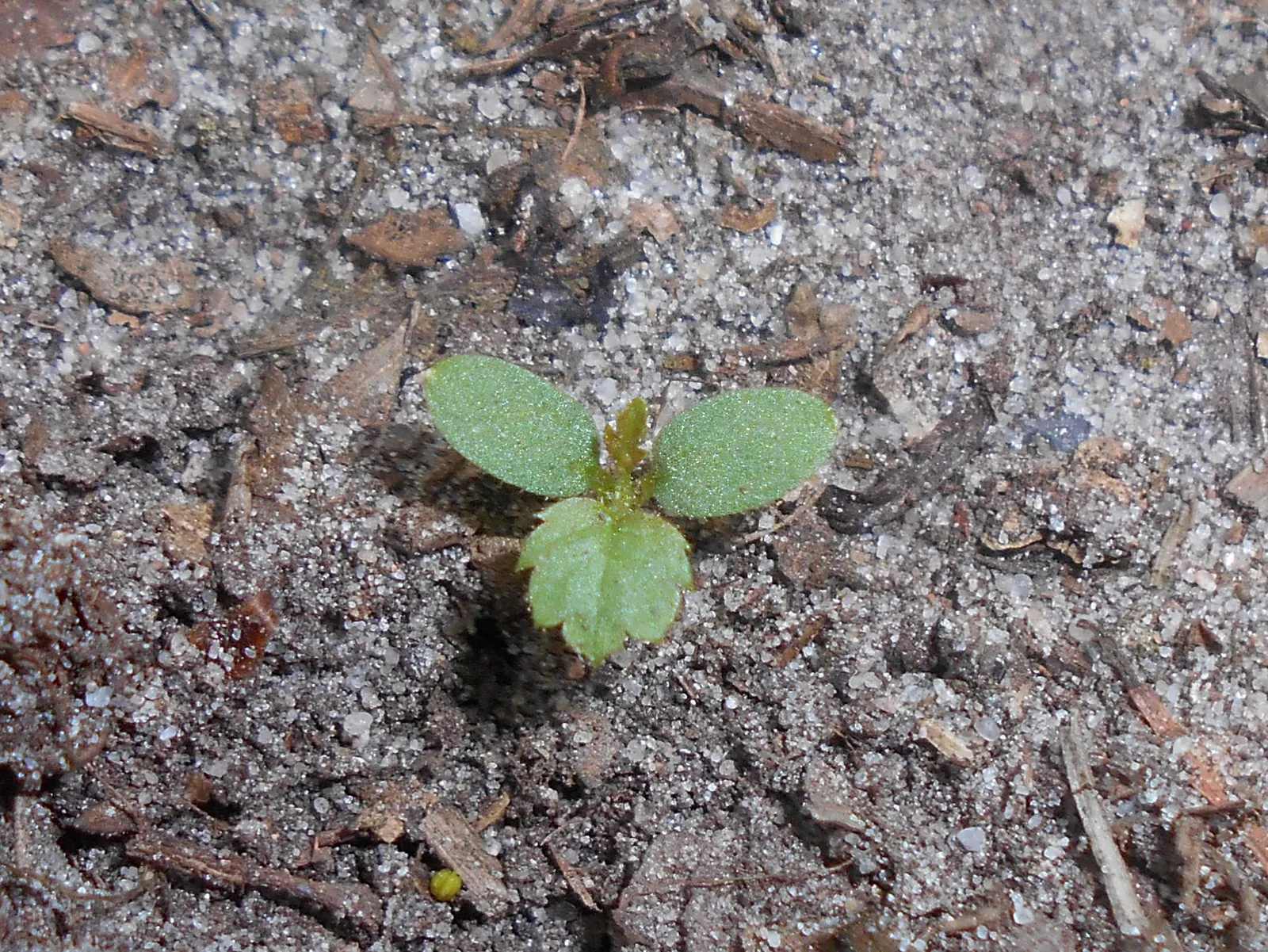 Red Raspberry (Rubus Idaeus) — planting multiple bushes can increase yields