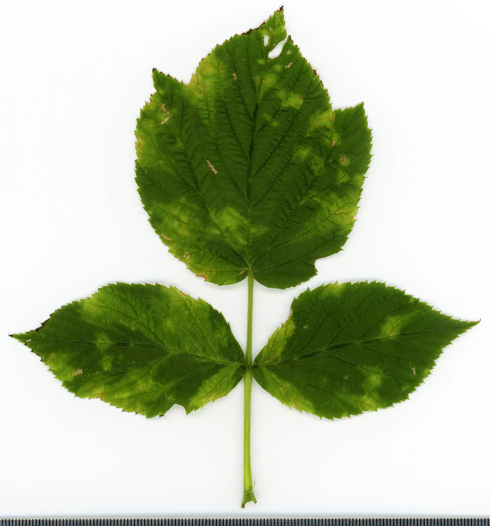 Red Raspberry (Rubus Idaeus) — It requires well-draining, fertile soil with a pH range of 5.6 to 6.2