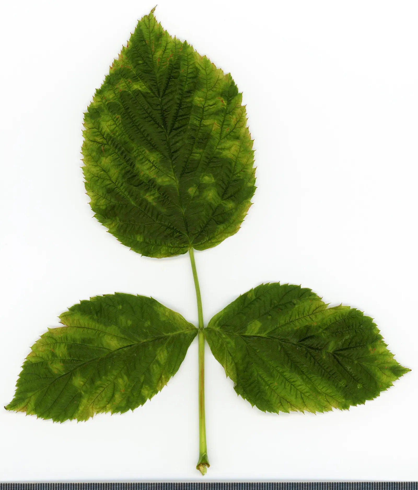 Red Raspberry (Rubus Idaeus) — Note: requires space for root spread and may necessitate containment strategies to prevent over-propagation