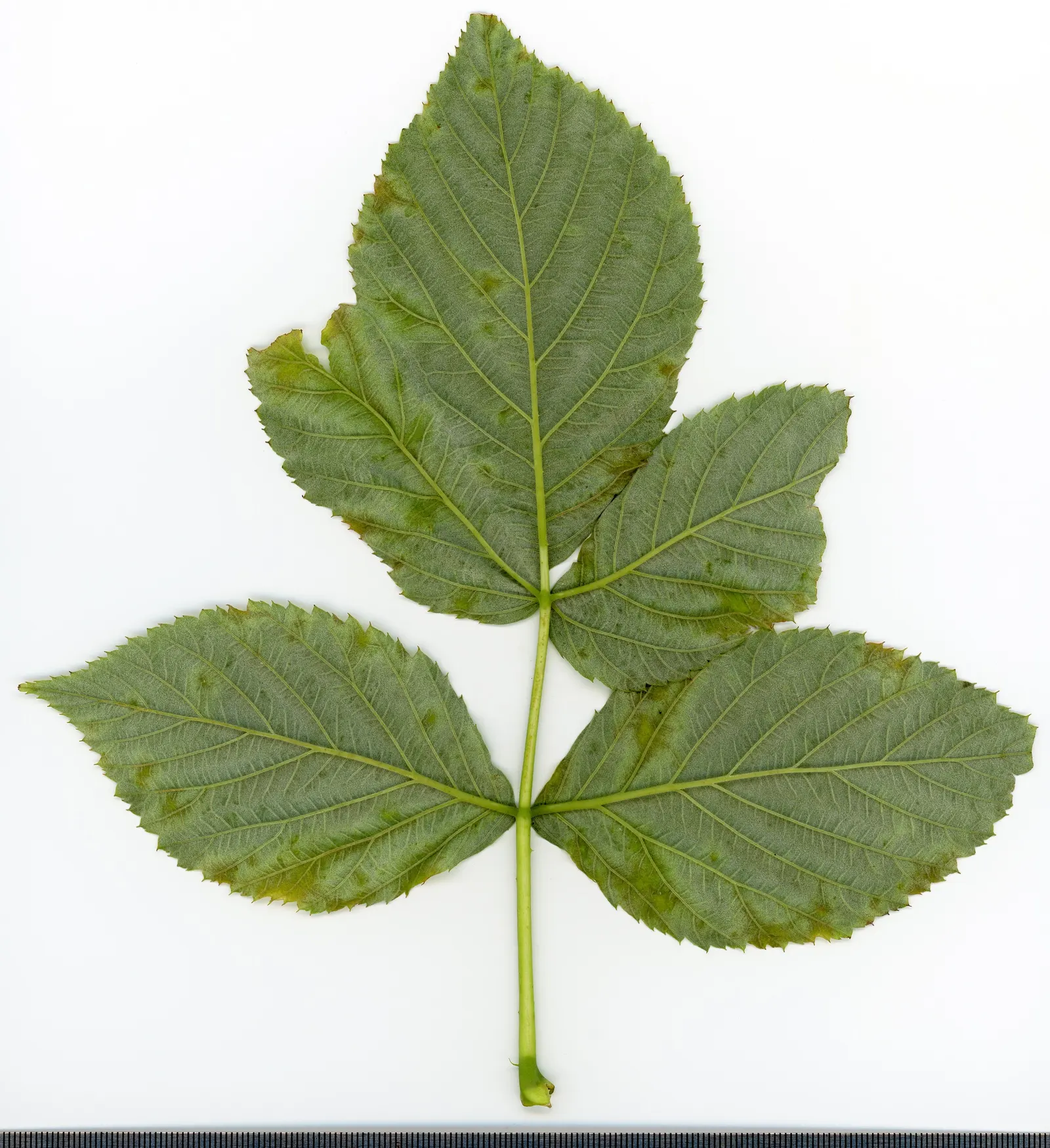 Red Raspberry (Rubus Idaeus) — The Red Raspberry is self-fertile; pruning should be done annually for health and productivity