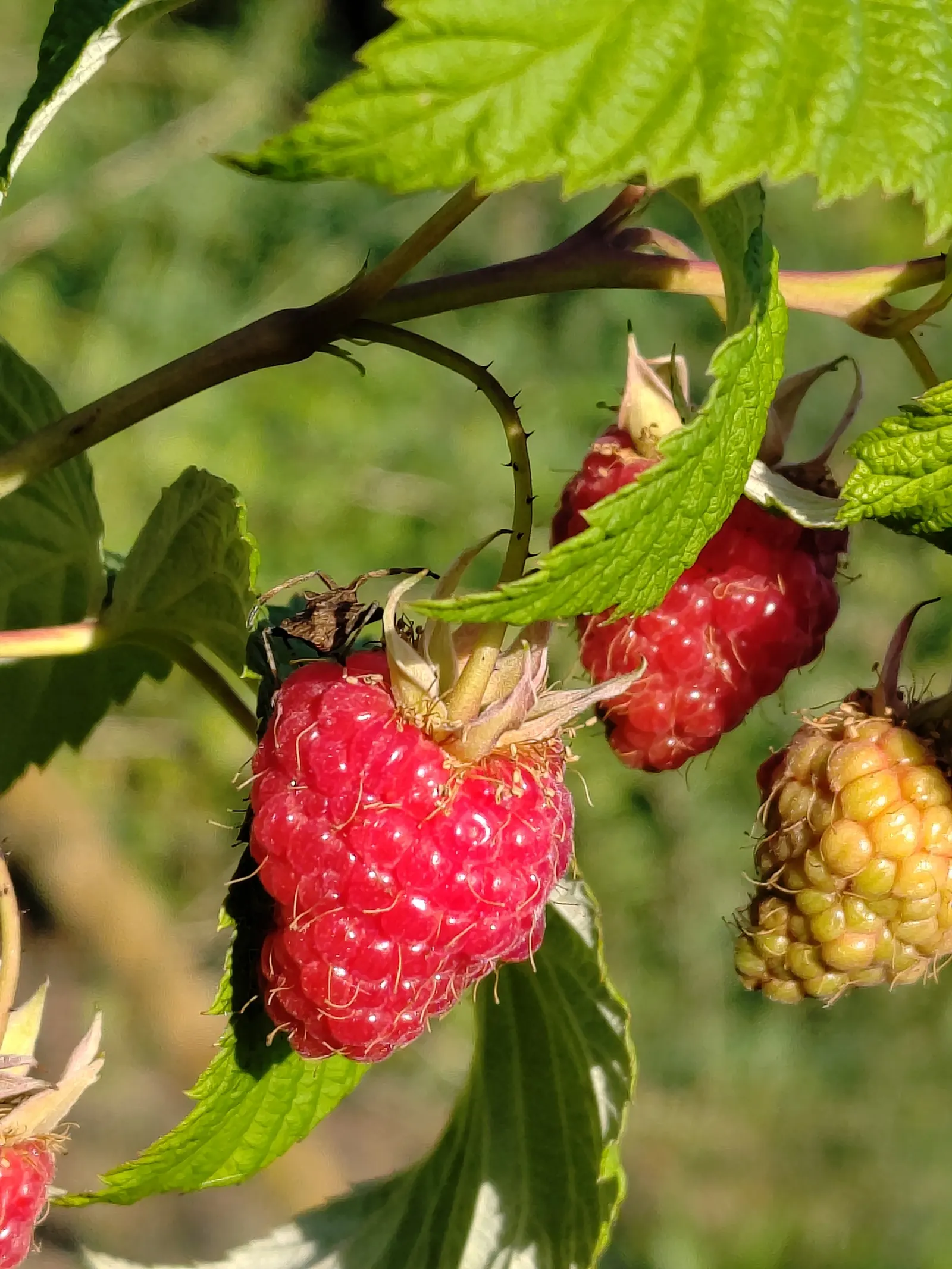 Red Raspberry (Rubus Idaeus) — Regular watering is crucial, especially during fruiting season to ensure a bountiful crop