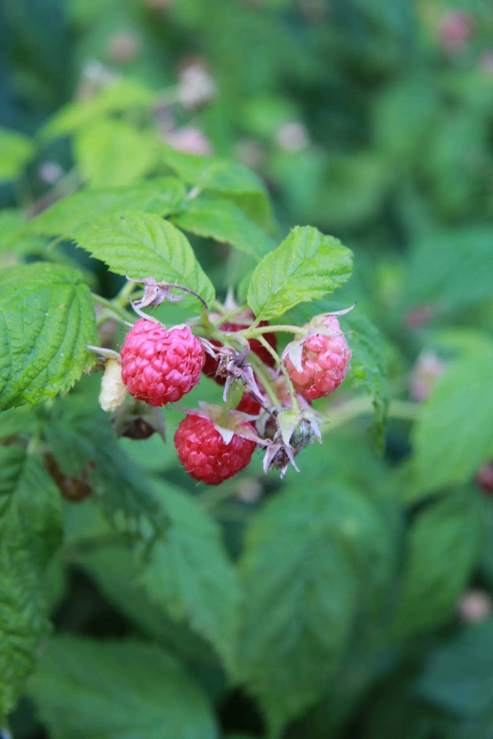 Red Raspberry (Rubus Idaeus) — contributing to the plant's overall lush appearance.<br><br>Flourishing best in hardiness zones 3-8
