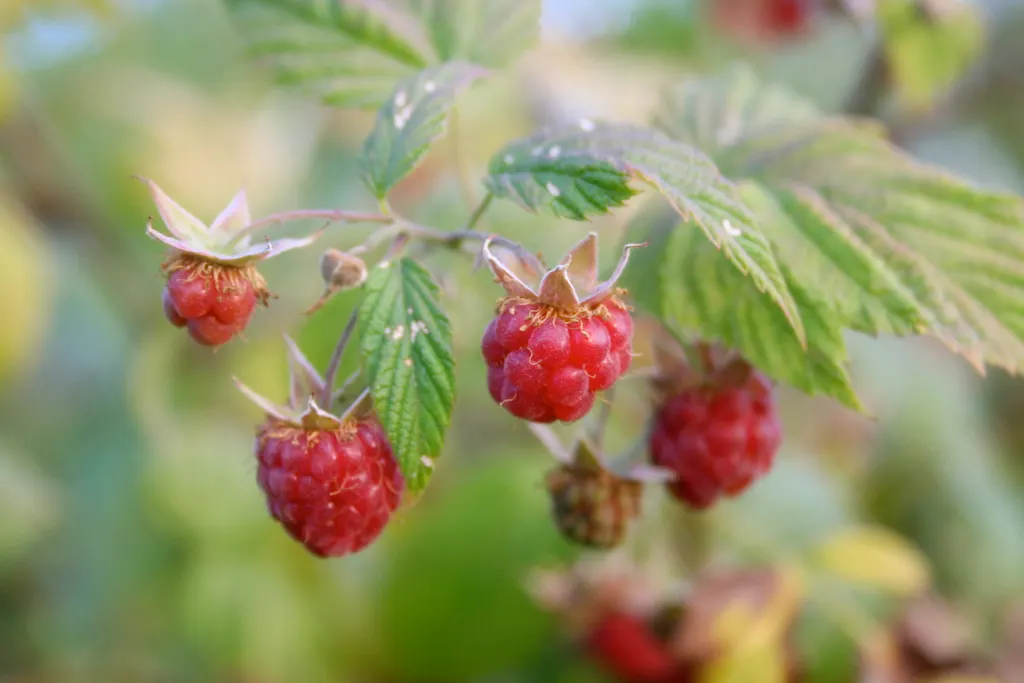 Red Raspberry (Rubus Idaeus) — Pruning should be done annually for health and productivity; the Red Raspberry is self-fertile