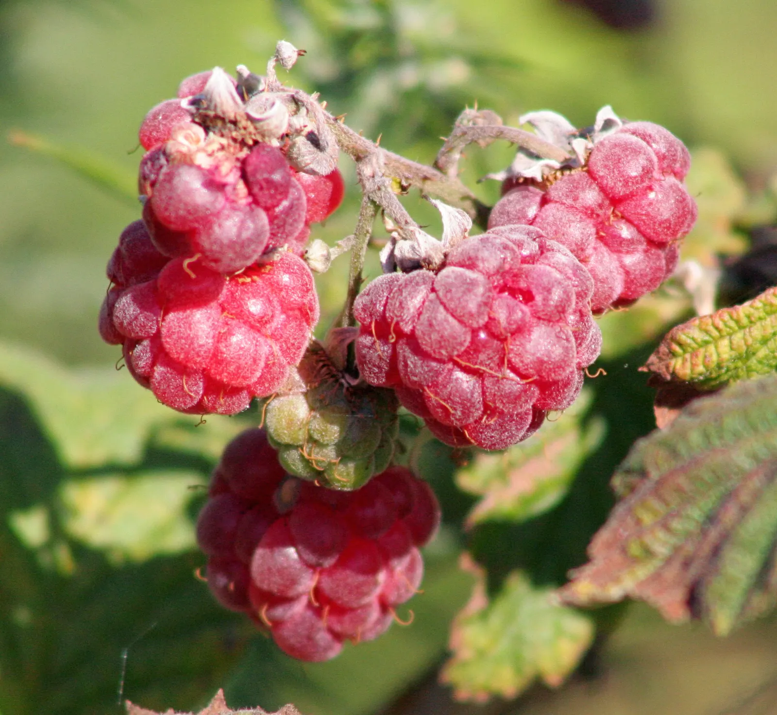 Red Raspberry (Rubus Idaeus) — Note: requires space for root spread and may necessitate containment strategies to prevent over-propagation; it, image 54