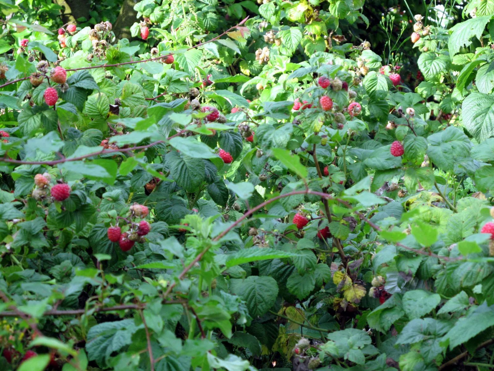Red Raspberry (Rubus Idaeus) — contributing to the plant's overall lush appearance.<br><br>Flourishing best in hardiness zones 3-8; regular watering is
