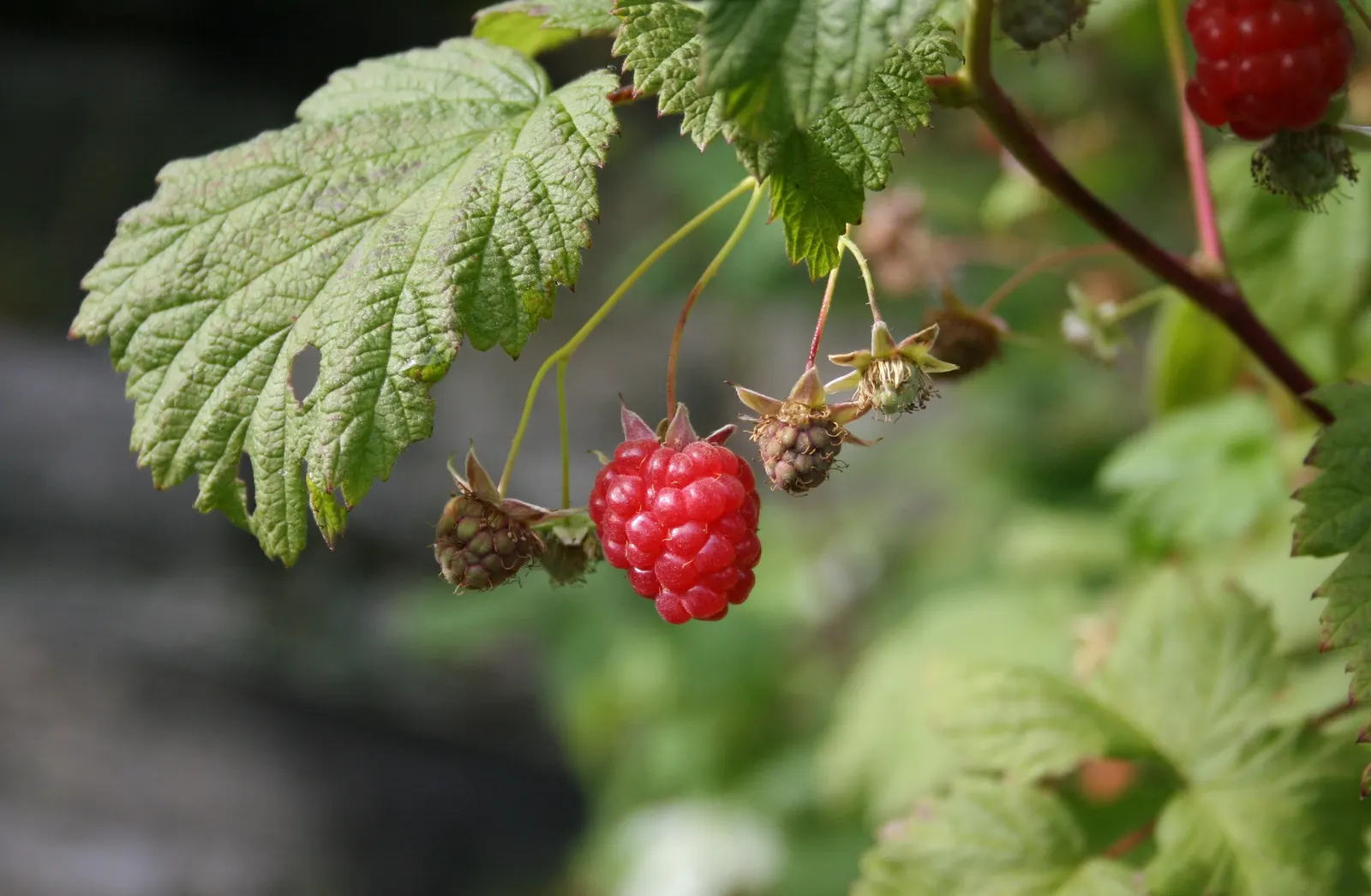 Red Raspberry (Rubus Idaeus) — Mature Red Raspberry (Rubus idaeus) presents a perennial elegance; uSDA zones 3-8; prune canes post-harvest