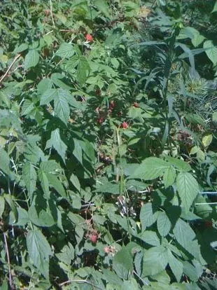Red Raspberry (Rubus Idaeus) — USDA zones 3-8; prune canes post-harvest; mature Red Raspberry (Rubus idaeus) presents a perennial elegance, image 52