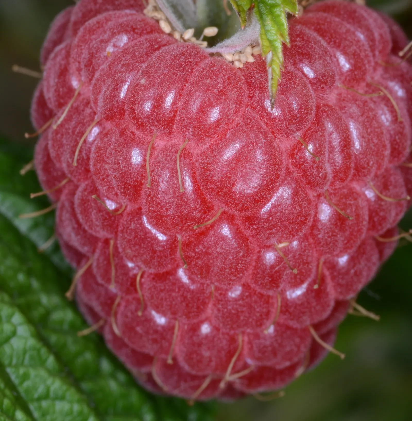 Red Raspberry (Rubus Idaeus) — shrub / vine with white blooms