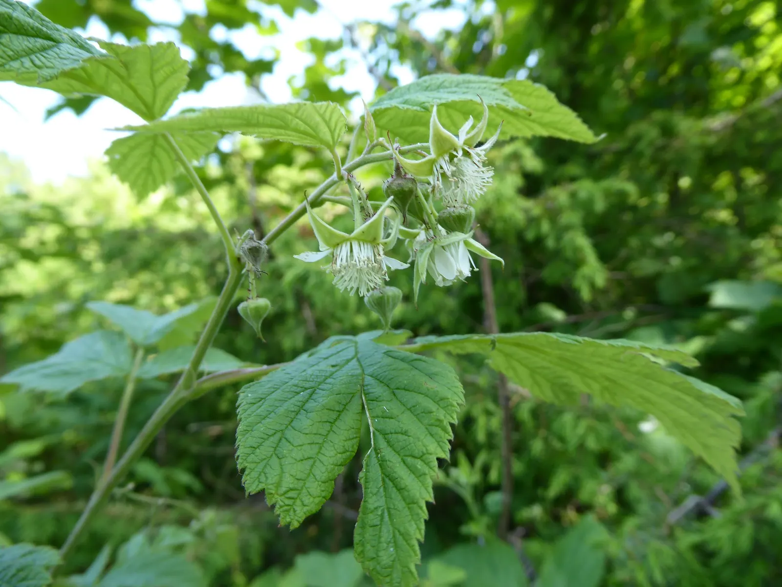Red Raspberry (Rubus Idaeus) — are medium green and have a subtly serrated edge
