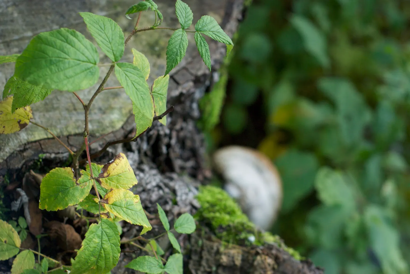 Red Raspberry (Rubus Idaeus) — Prefers well-drained, fertile soil; full sun to part shade; so while a single plant can produce fruit, image 51