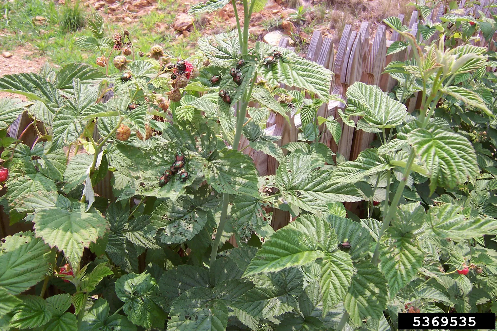 Red Raspberry (Rubus Idaeus) — Regular watering is crucial, especially during fruiting season to ensure a bountiful crop; contributing to the plant's overall