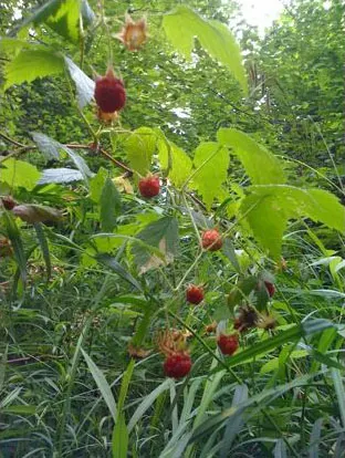 Red Raspberry (Rubus Idaeus) — Offers ample rewards with proper care: berry harvests and wildlife attraction; is a deciduous perennial bush known for its
