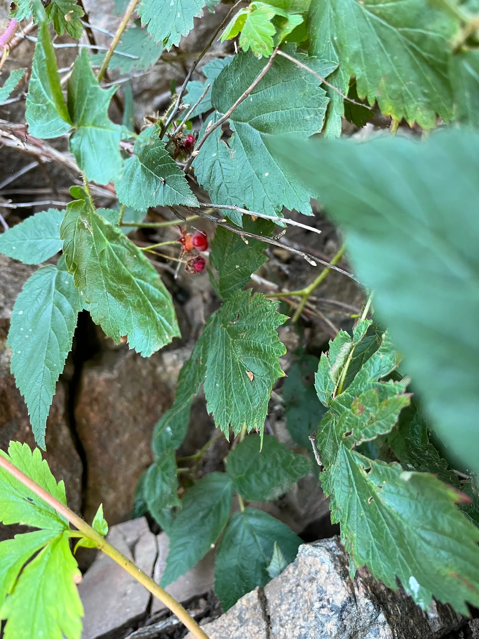 Red Raspberry (Rubus Idaeus) — This plant can grow to a height of 3-6 feet and spread 2-4 feet wide