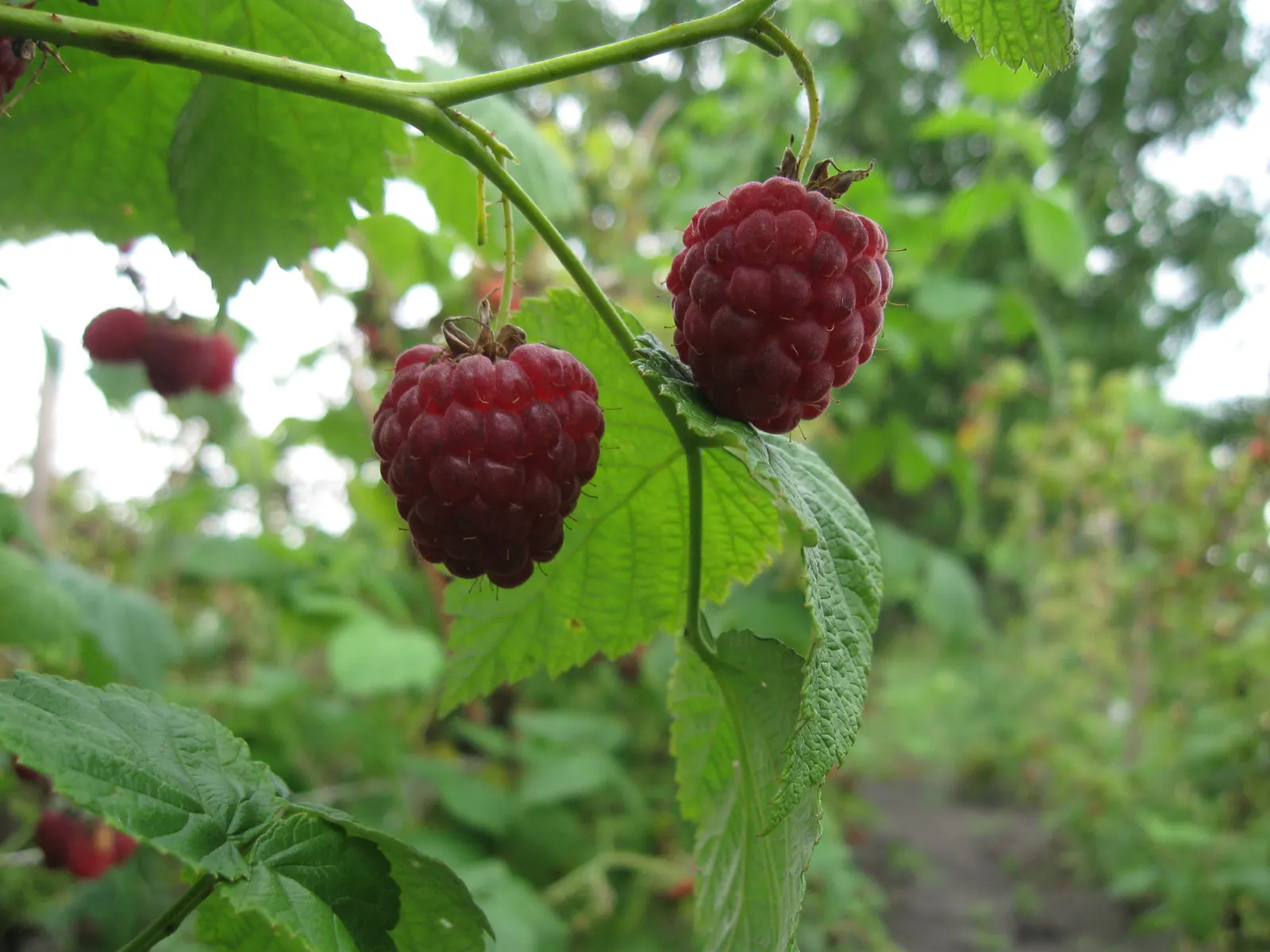 Red Raspberry (Rubus Idaeus) — are medium green and have a subtly serrated edge; this plant can grow to a height of 3-6 feet and spread 2-4 feet, image 60