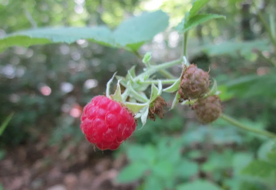 Red Raspberry (Rubus Idaeus) — shrub / vine for full