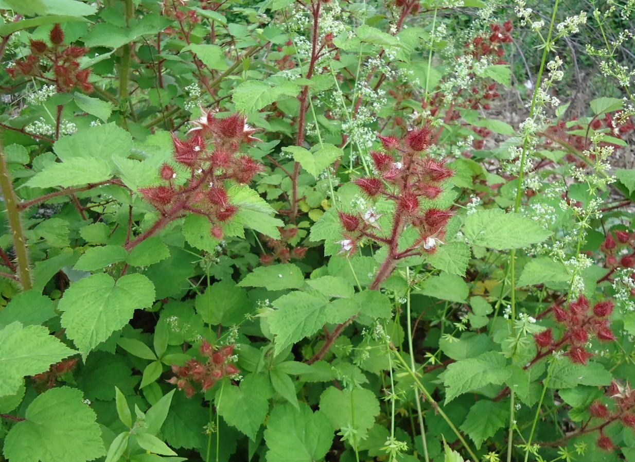 Red Raspberry (Rubus Idaeus) — shrub / vine for full; its berries are rich in vitamins, antioxidants, and dietary fiber, making them a healthy addition to any